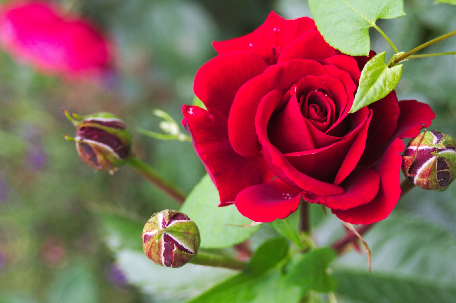 Canon EOS 7D sample photo. Rose, flower, plant photography
