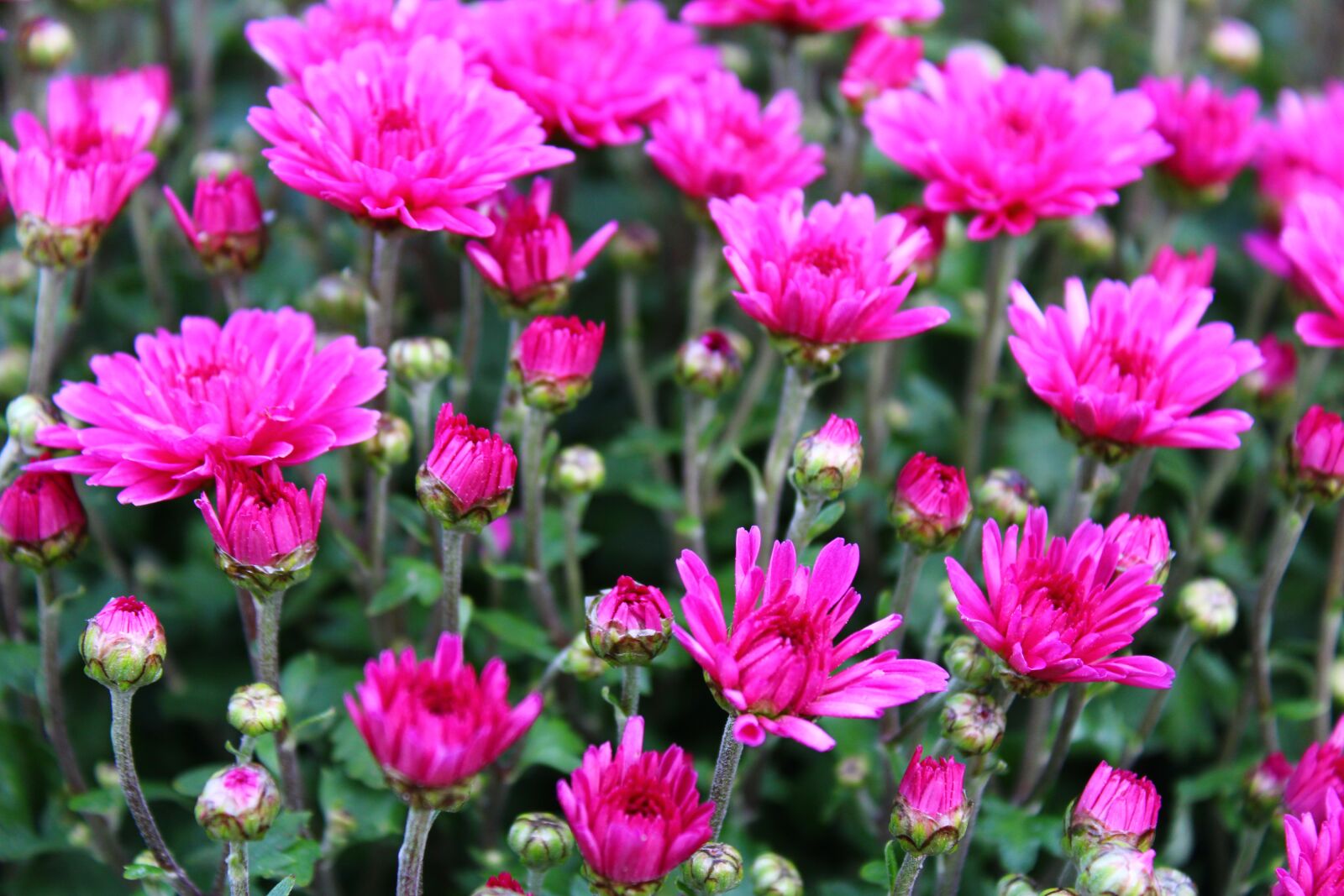 Canon EOS 2000D (EOS Rebel T7 / EOS Kiss X90 / EOS 1500D) sample photo. Violet chrysanthemums, chrysanthemum, bloom photography