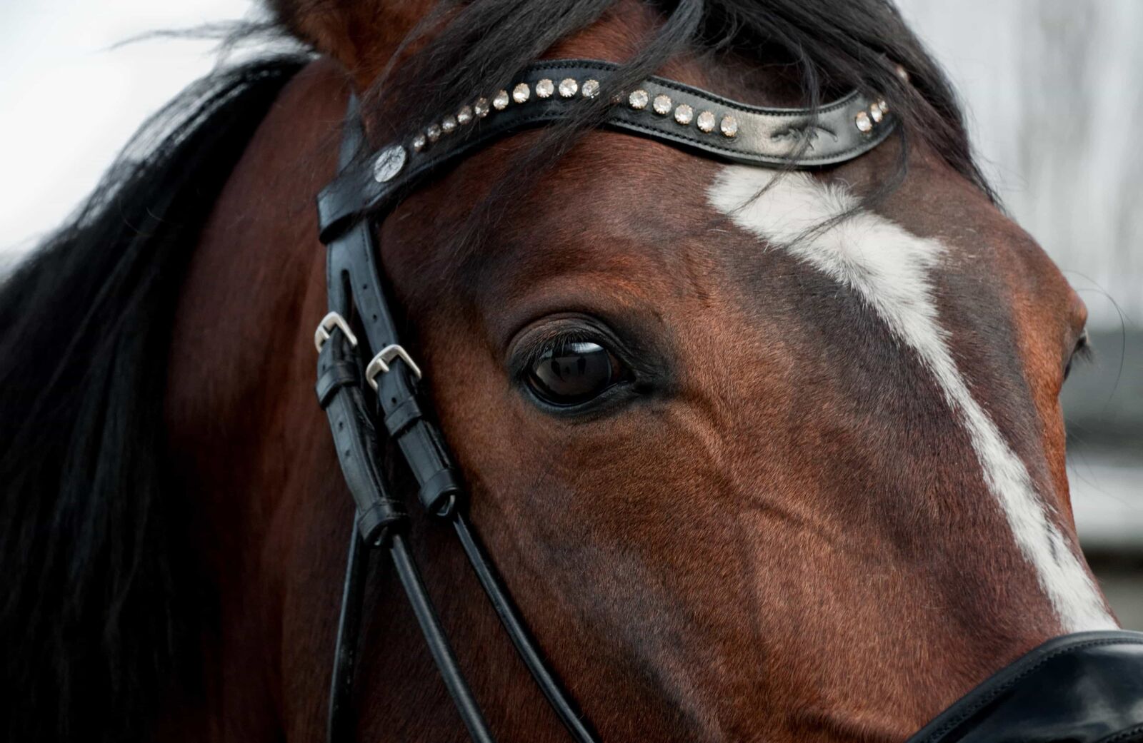 Nikon D300 sample photo. Brown horse, animal, head photography