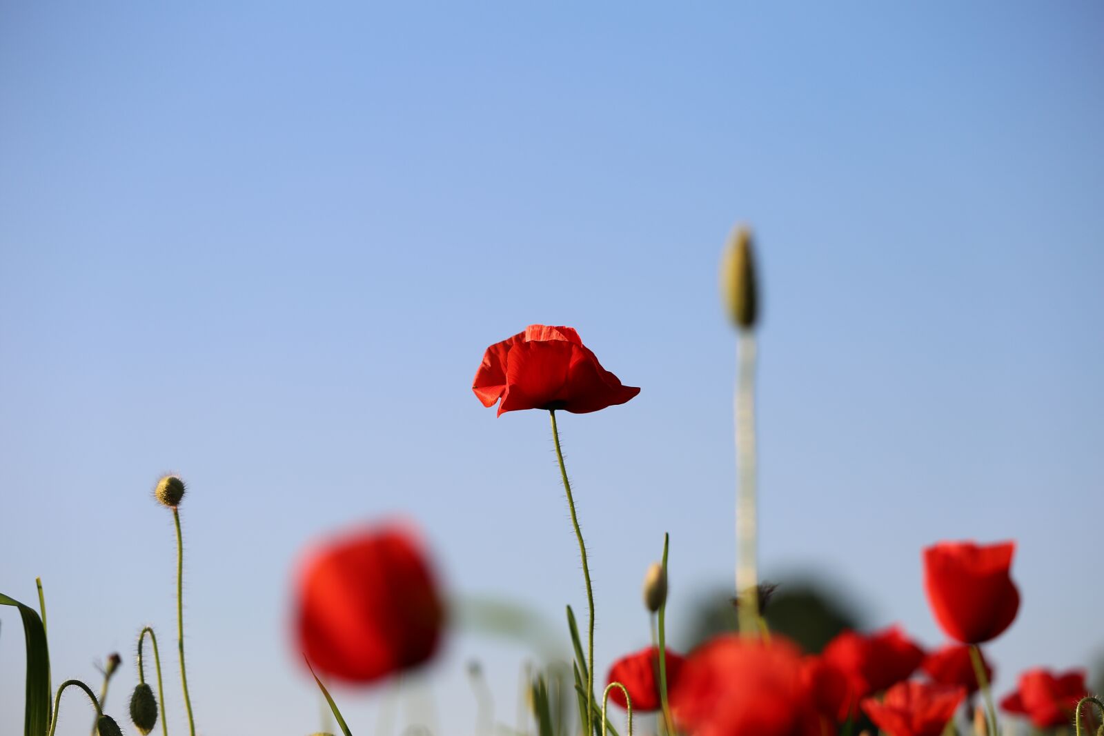 Canon EF 70-300 F4-5.6 IS II USM sample photo. Red poppy, evening, bloom photography