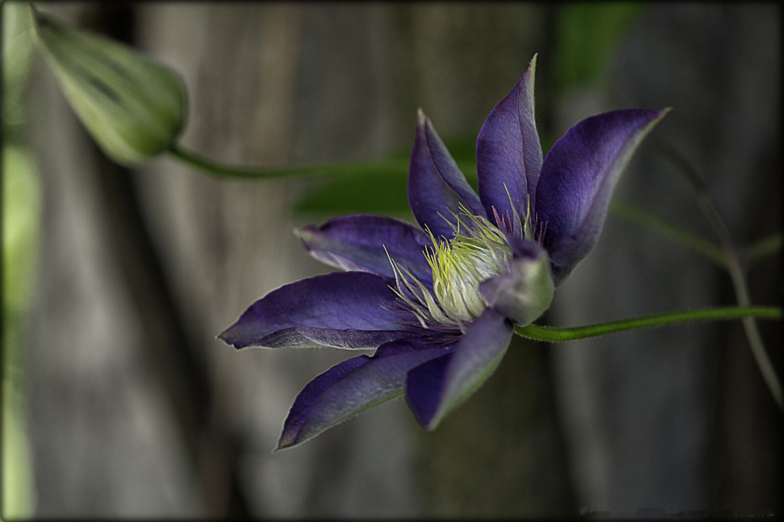 Nikon D5300 sample photo. Flower, nature, spring photography