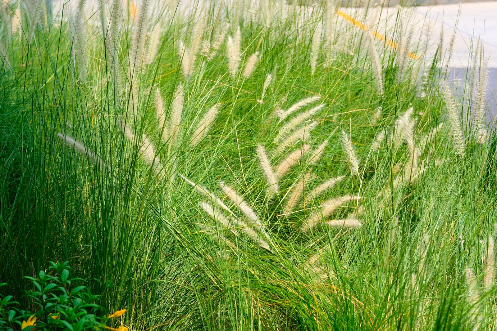 Fujifilm X-T20 sample photo. Grass, flowering grass, spring photography