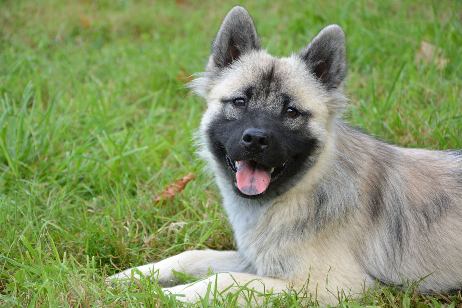 Nikon D5200 sample photo. Dog, bitch, dog eurasier photography