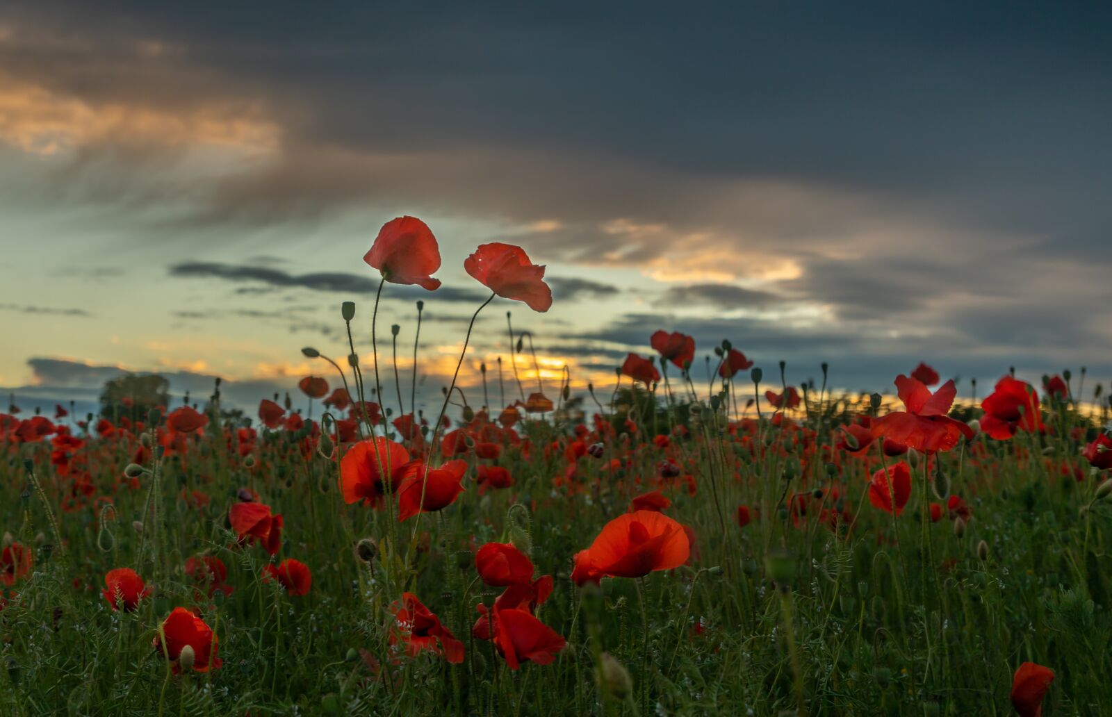 Canon EF 24-105mm F4L IS II USM sample photo. Poppy, abendstimmung, poppies photography