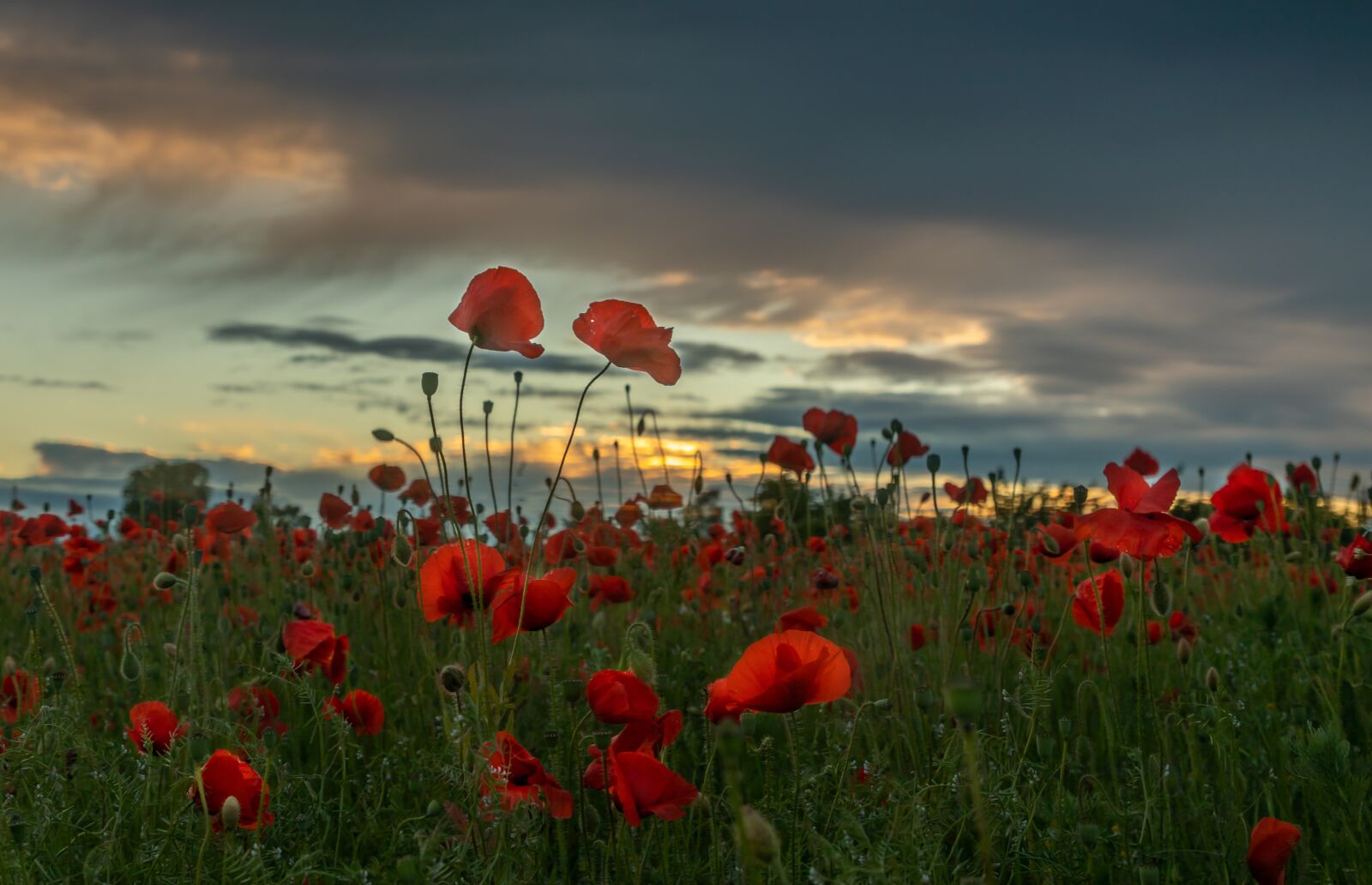 Canon EOS 5D Mark IV sample photo. Poppy, abendstimmung, poppies photography