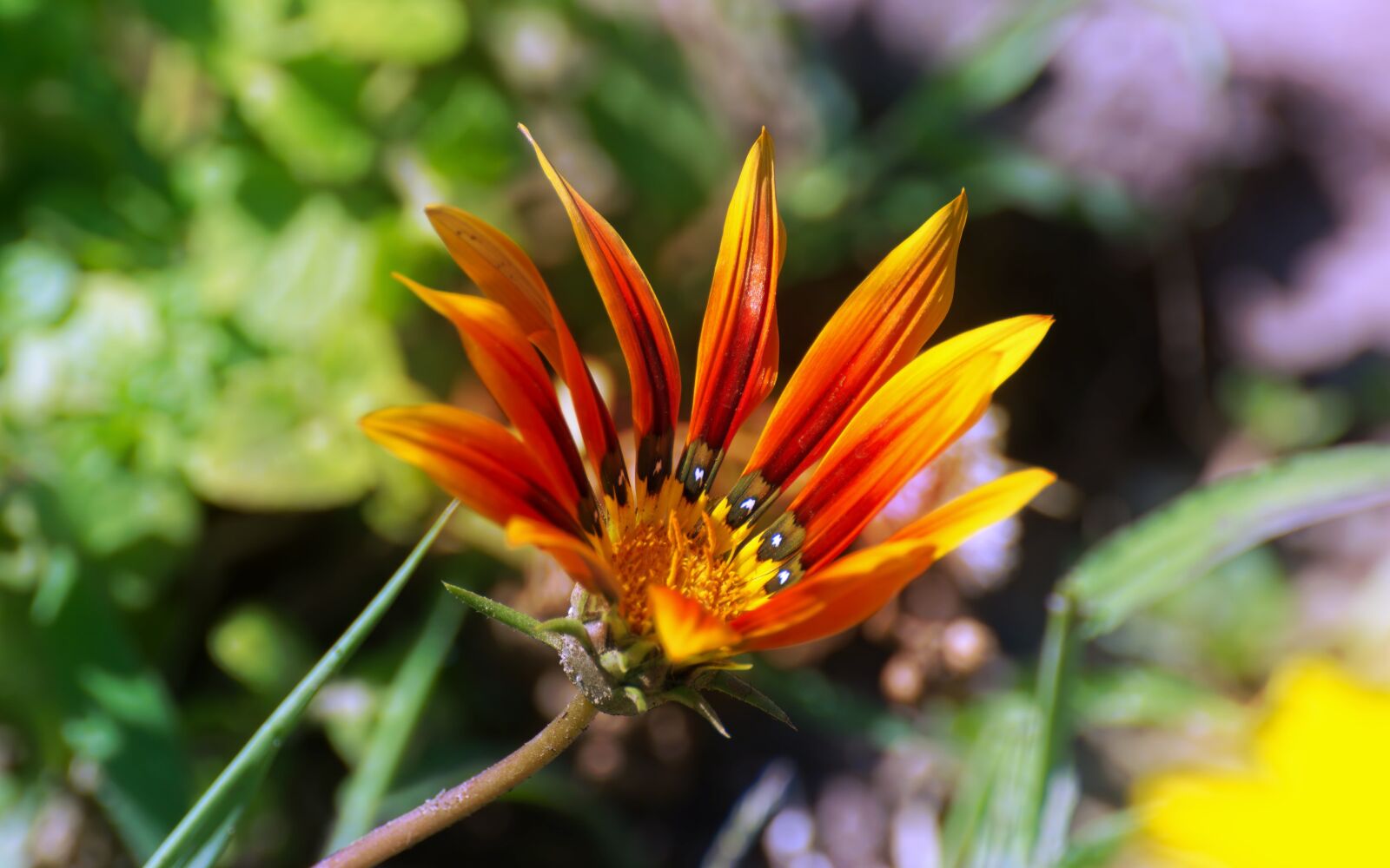 Nikon D5300 sample photo. Flower, petals, shades photography