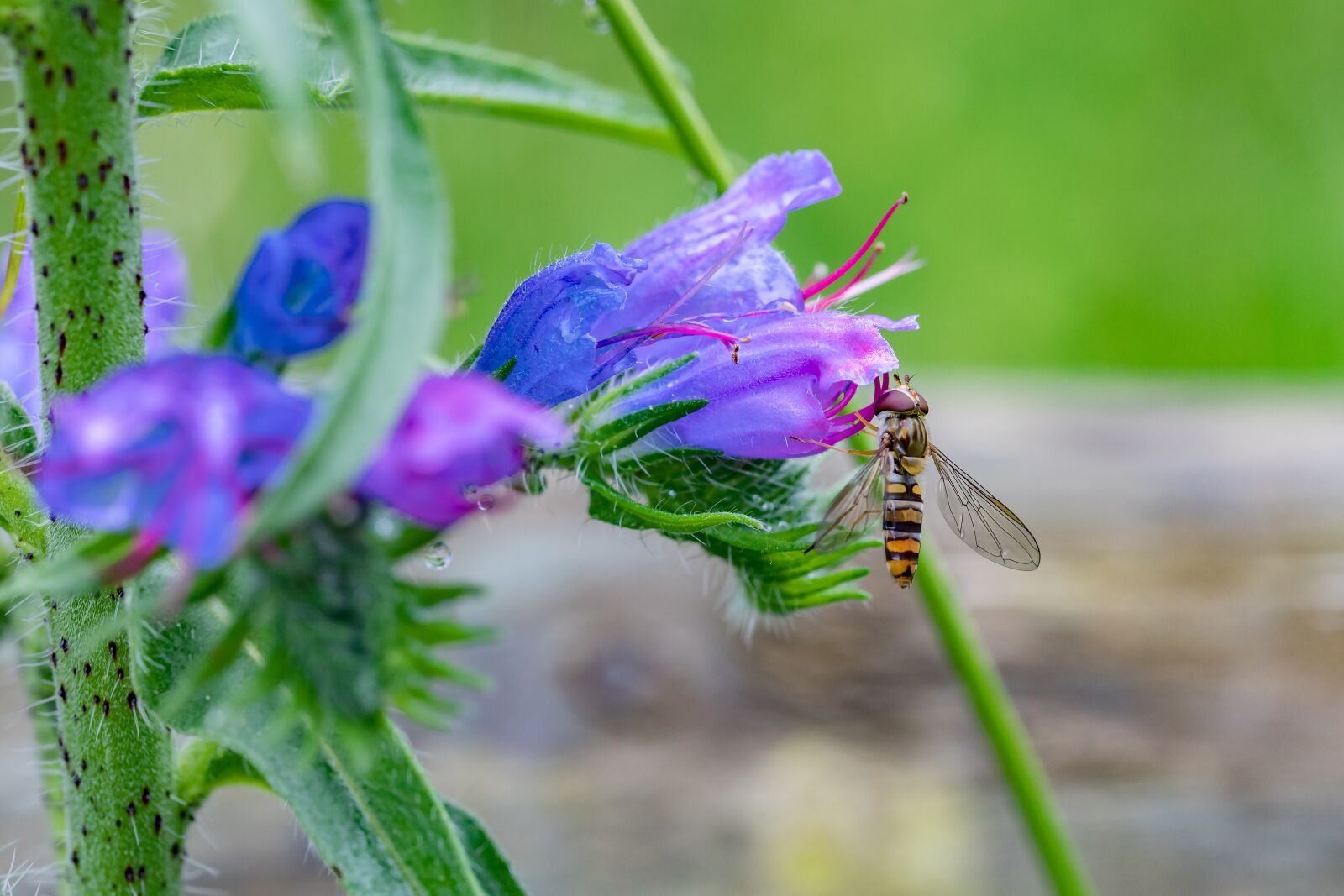 Canon EOS 5D Mark IV + Canon EF 100mm F2.8L Macro IS USM sample photo. Flower, purple, hoverfly photography
