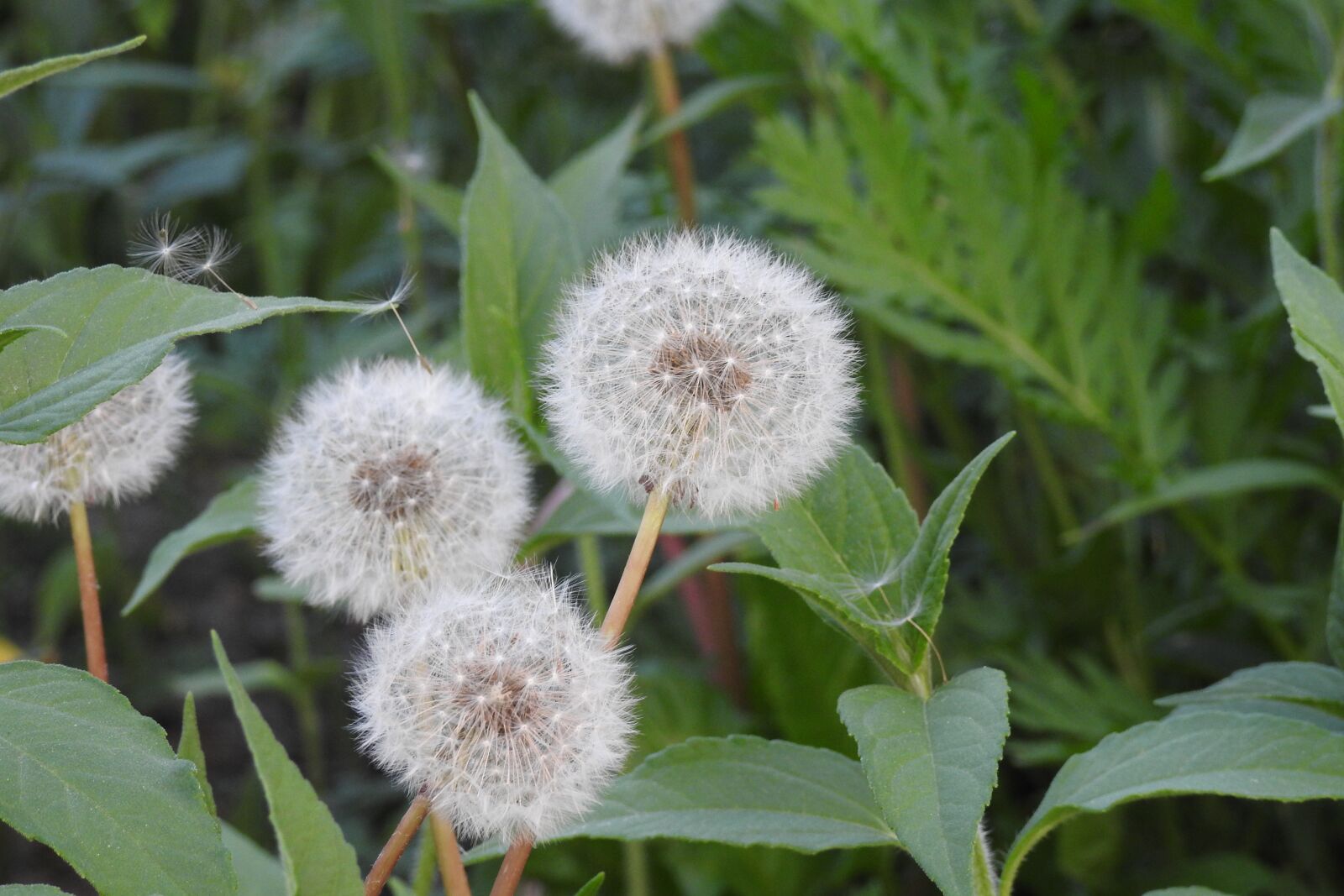 Nikon Coolpix P900 sample photo. Sonchus oleraceus, dandelion, spring photography