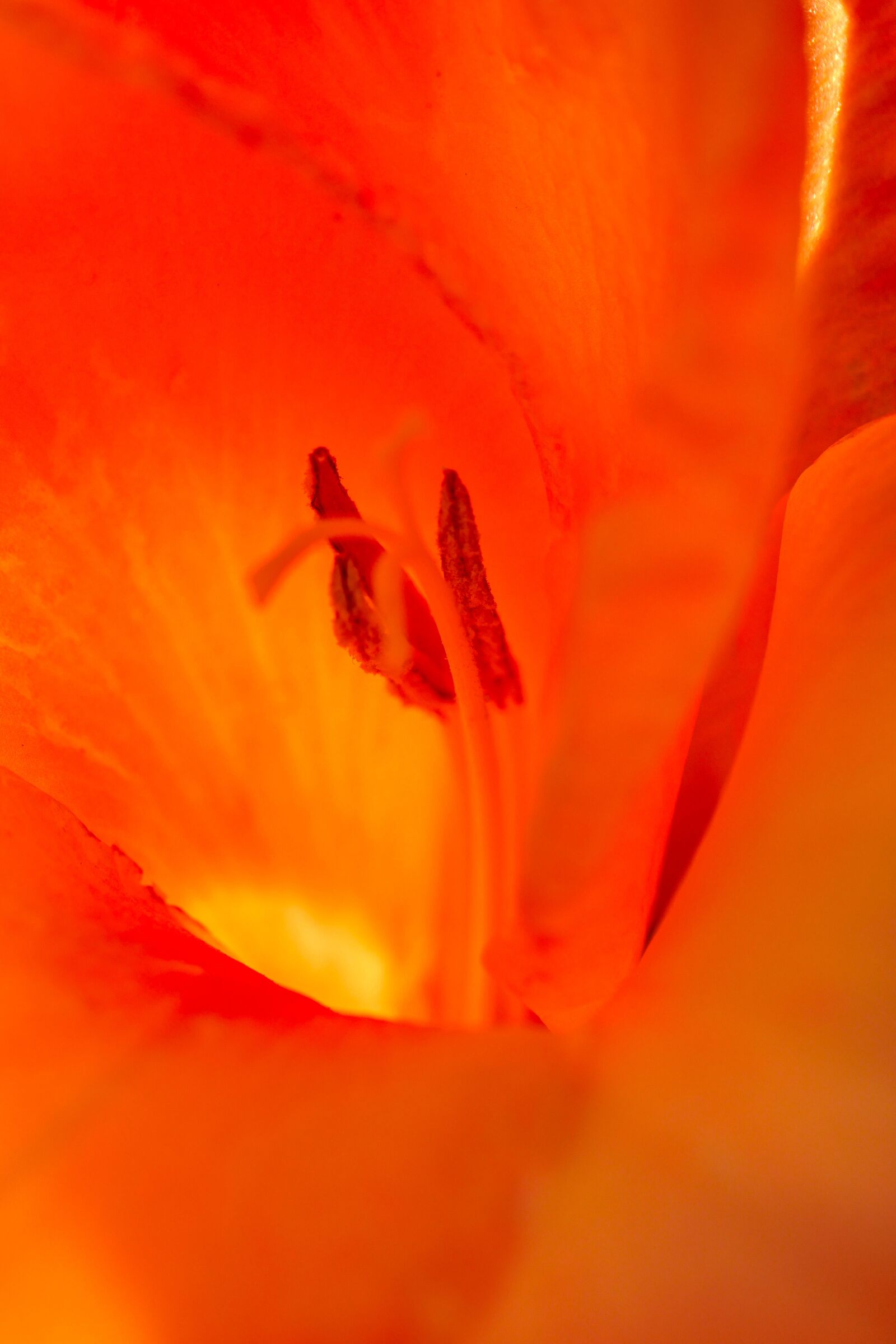 Panasonic Lumix DMC-GX8 sample photo. Gladiolus, pollen, petal photography