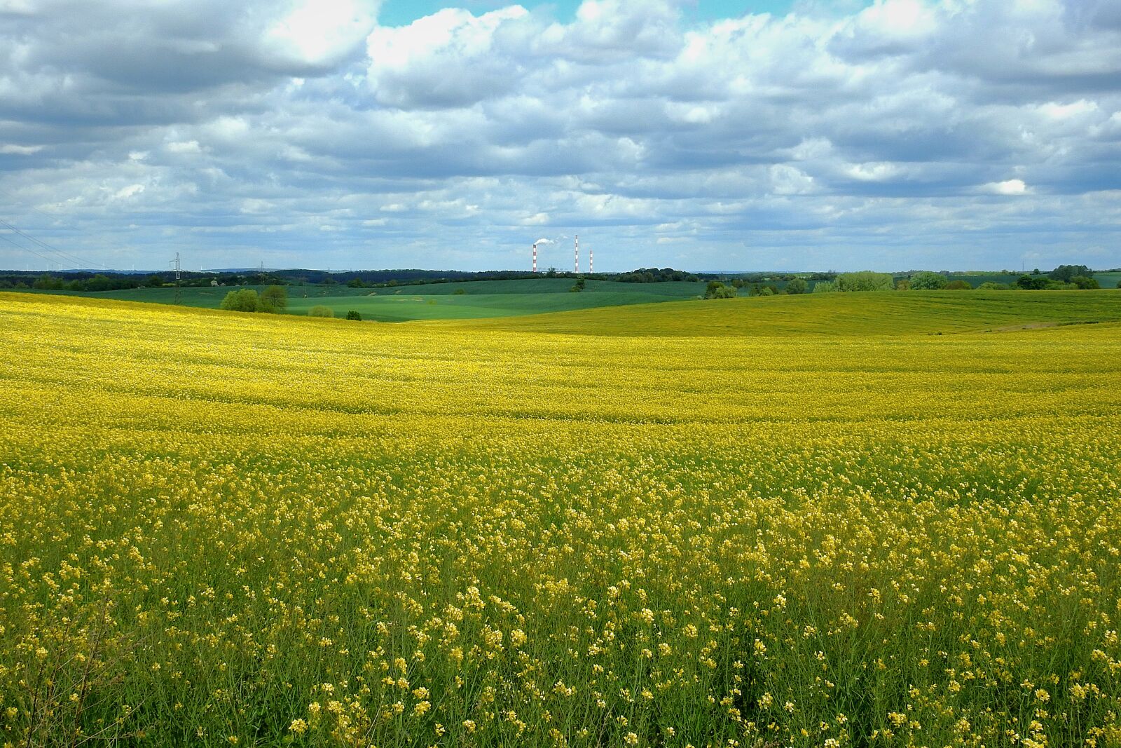 Nikon Coolpix P900 sample photo. Canola field, landscape, figure photography
