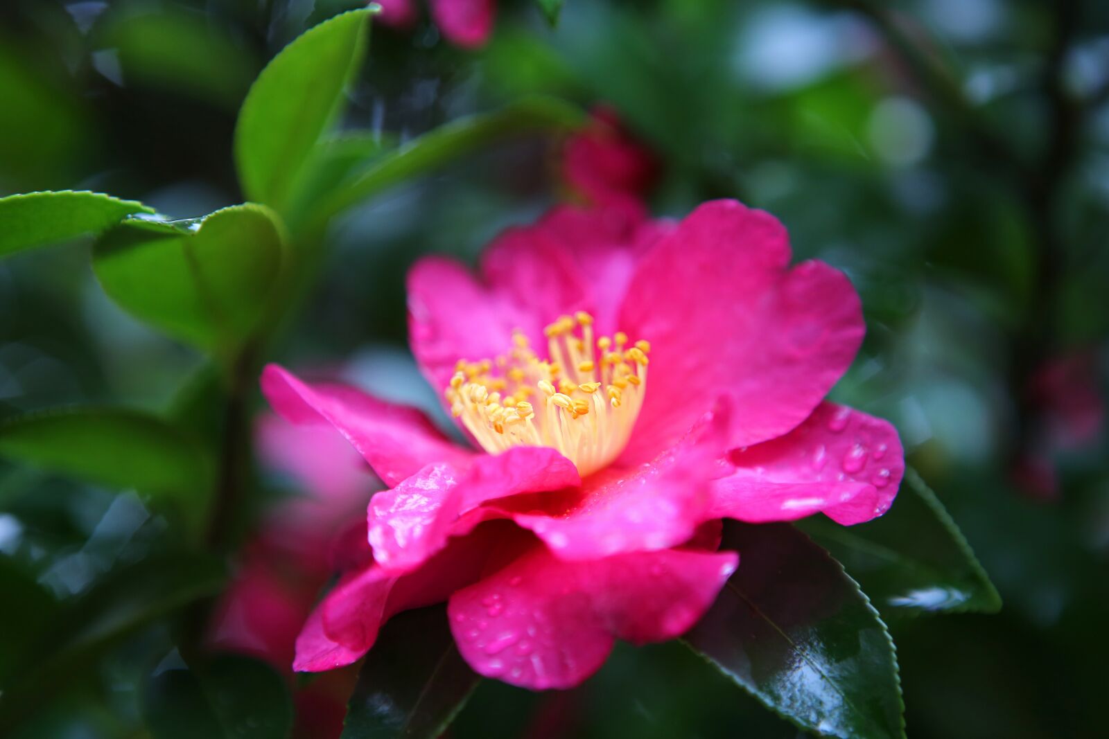 Canon EOS 5D Mark III sample photo. Flowers, plants, a flower photography