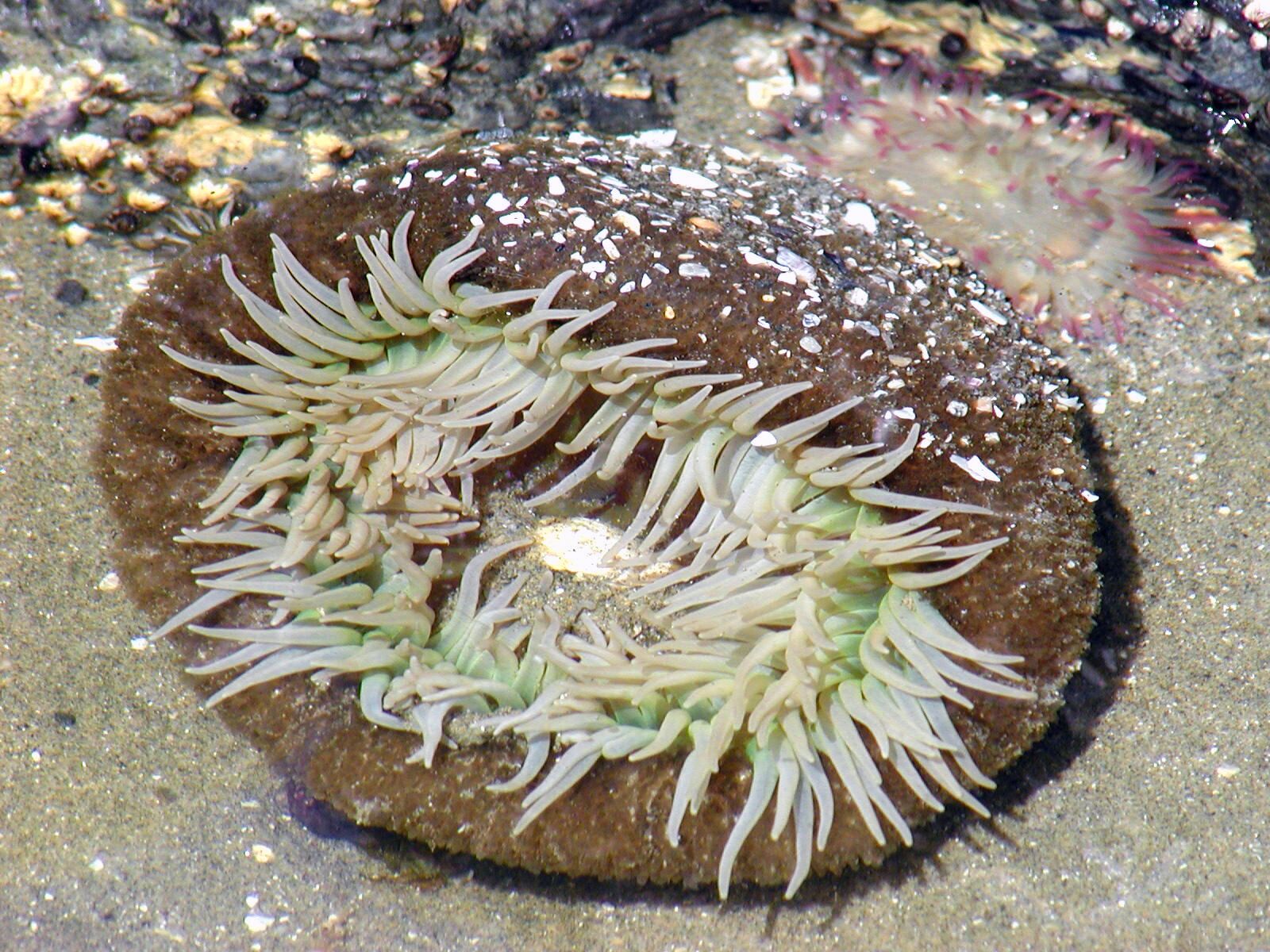 Olympus C2100UZ sample photo. Sea, anemone, underwater photography