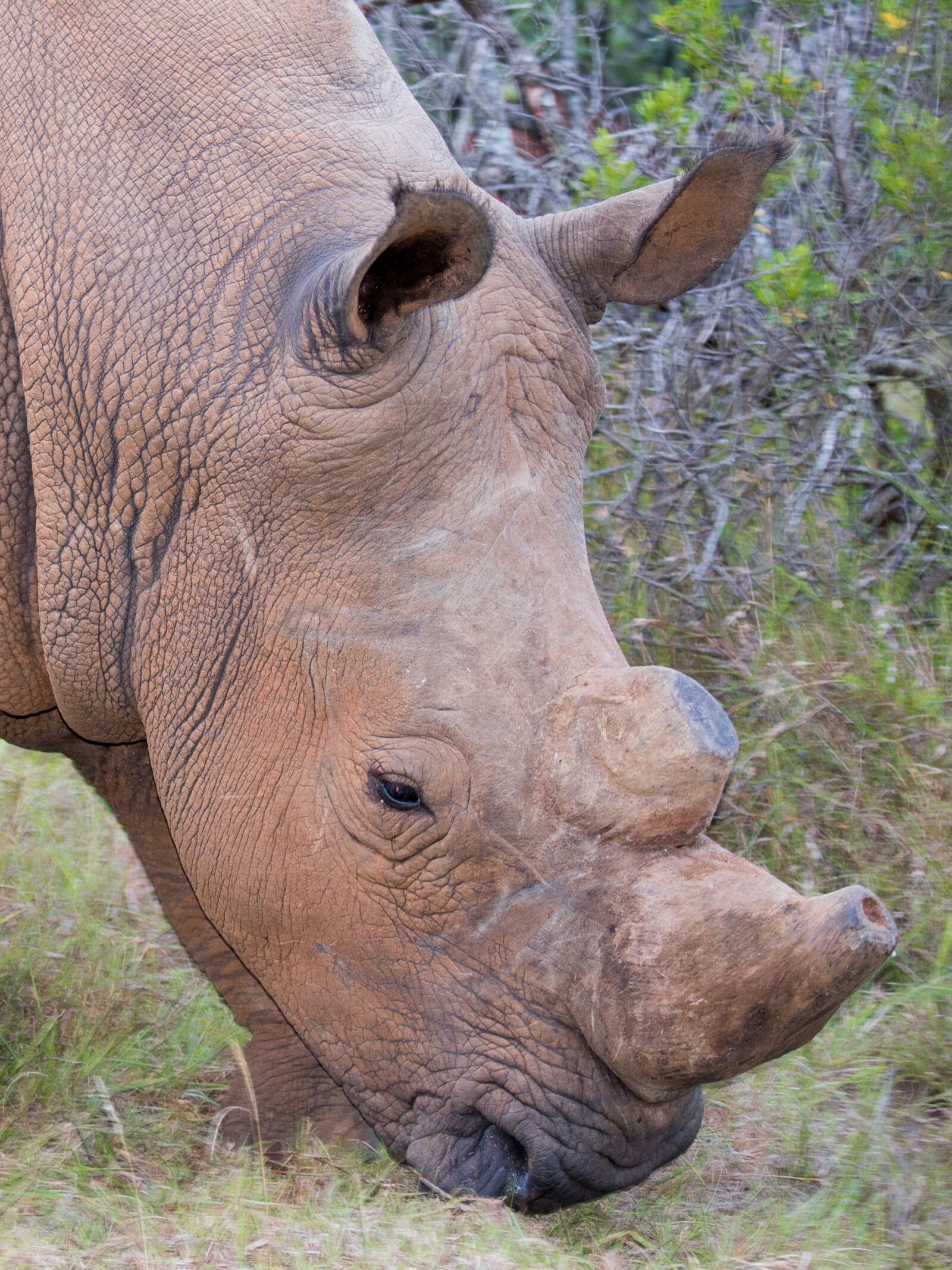 Nikon D600 sample photo. Addo national park, rhino photography