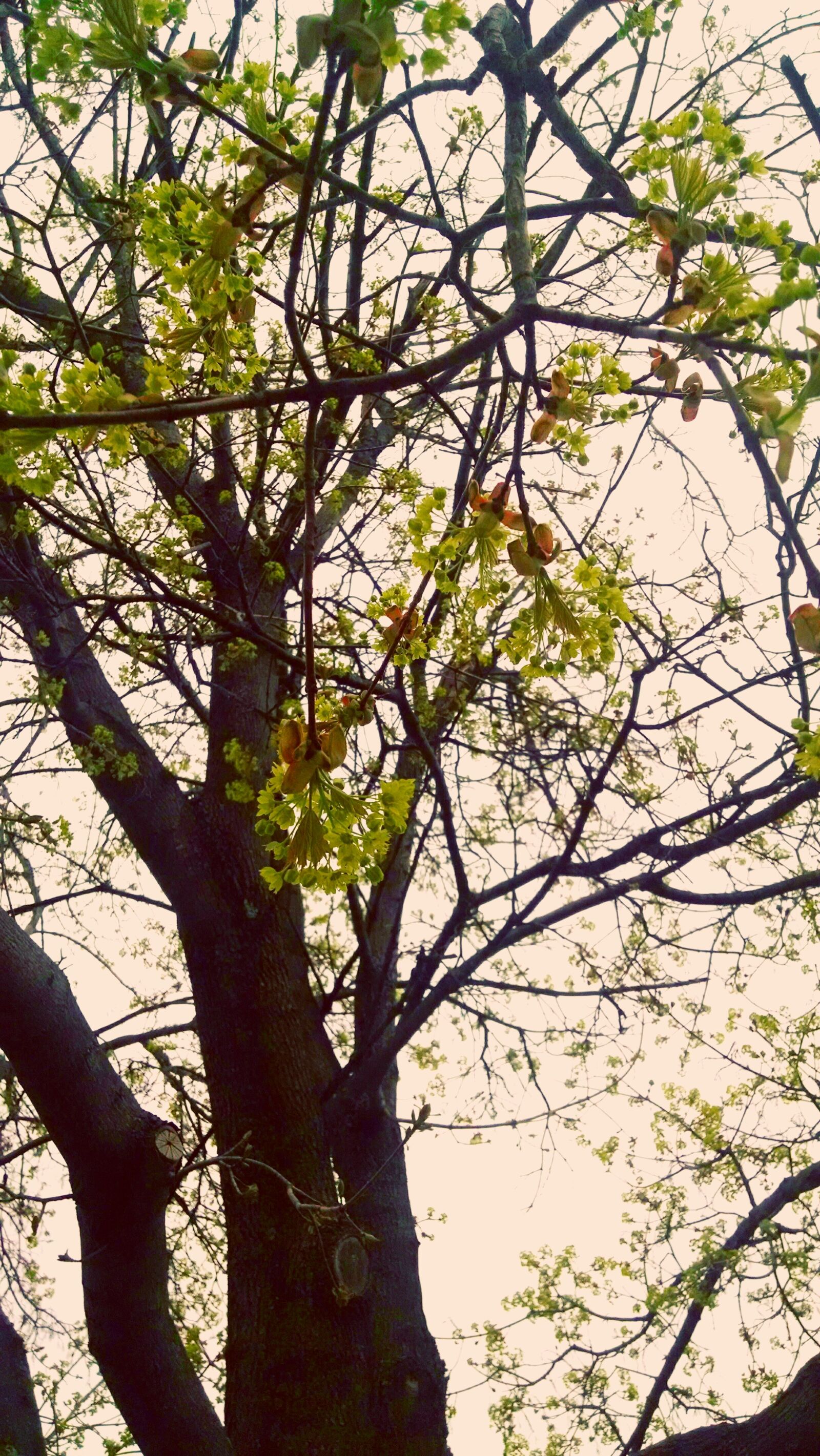 Motorola Moto X (1st Gen) sample photo. Buds, nature, spring, trees photography