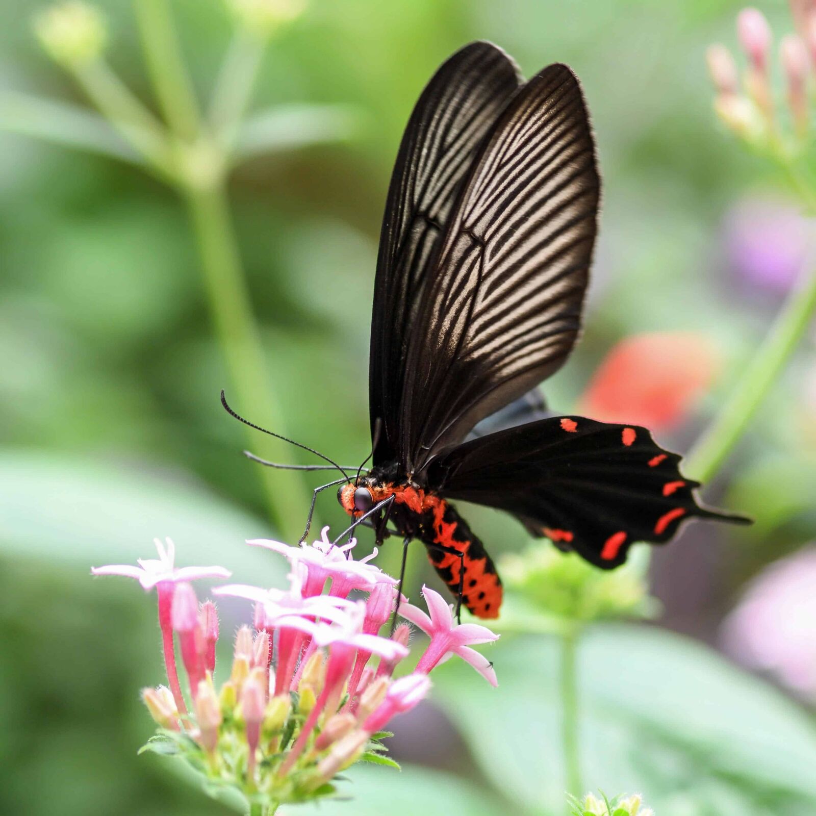 Nikon D500 sample photo. Flower, wildlife, nature, wild photography