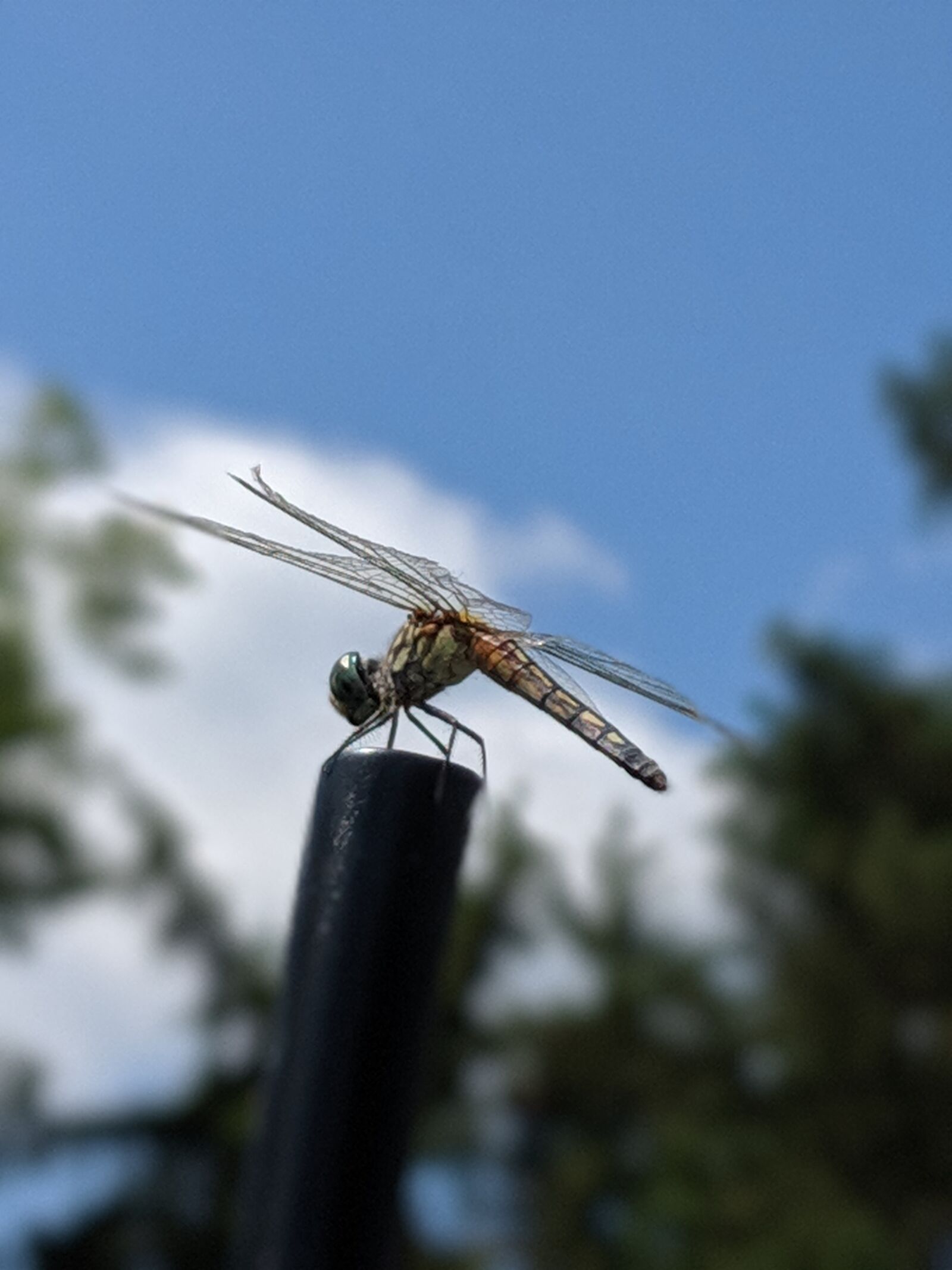 Google Pixel 2 sample photo. Dragonfly, insect, bug photography