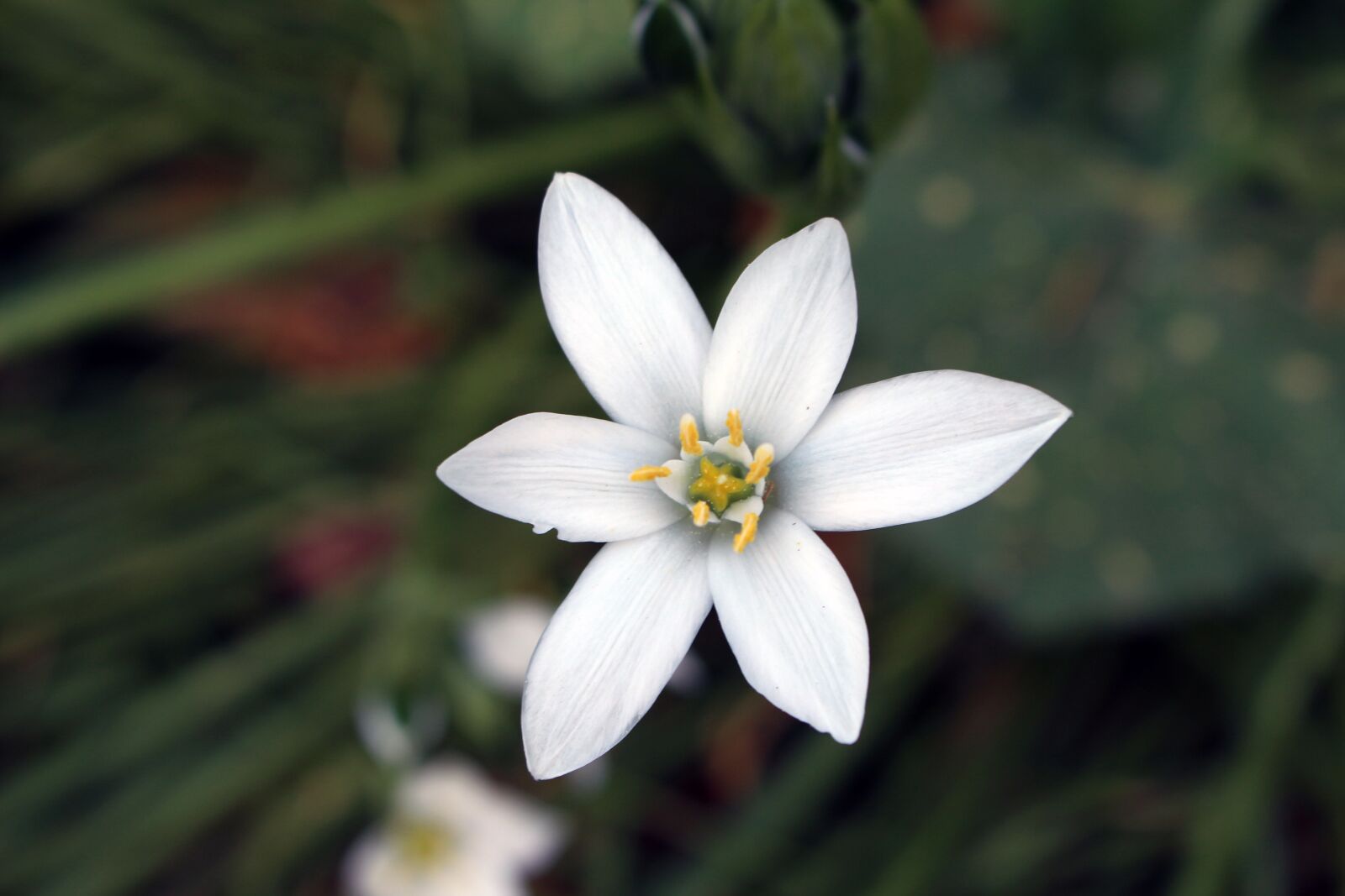 Canon EOS 700D (EOS Rebel T5i / EOS Kiss X7i) sample photo. Flower, nature, plant photography