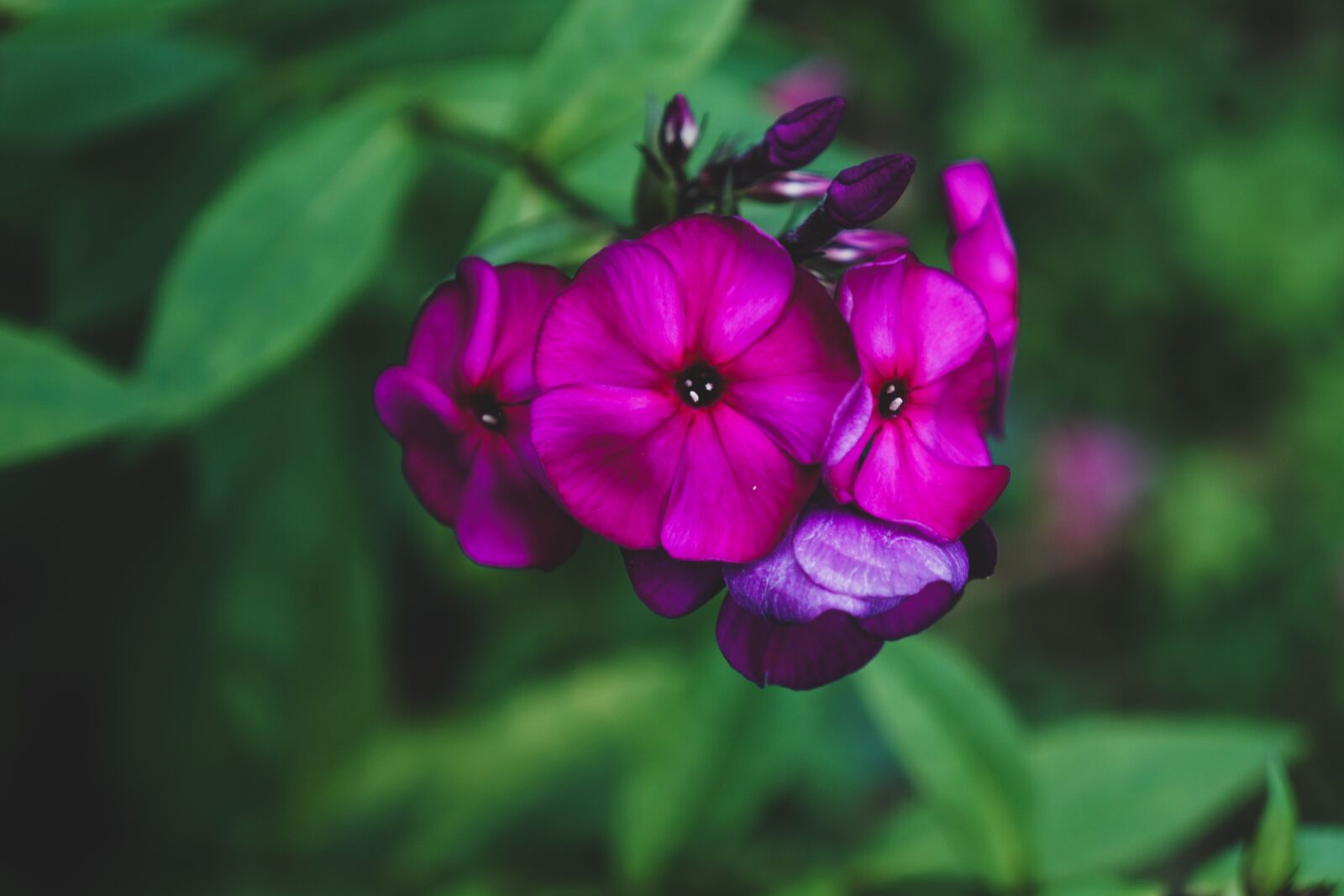 Sony a6000 + Tamron 18-200mm F3.5-6.3 Di III VC sample photo. Flower, flowers, garden photography