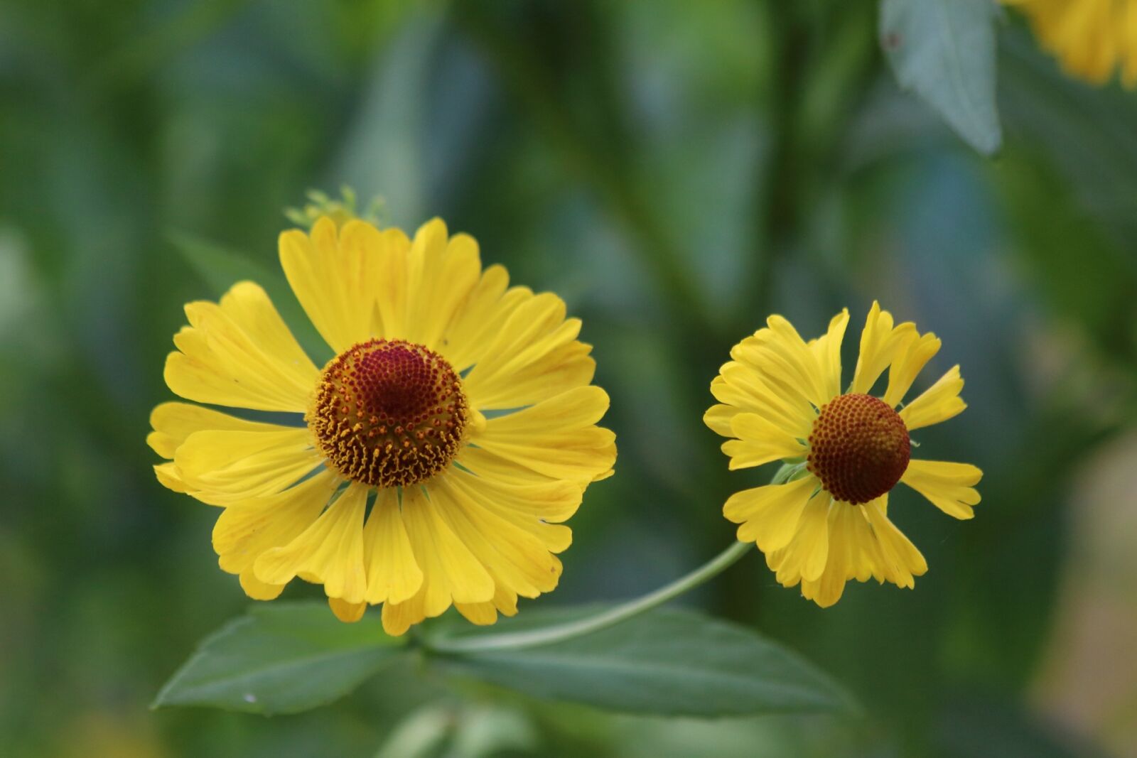 Canon EF 70-300mm F4-5.6 IS USM sample photo. Nature, plant, flower photography