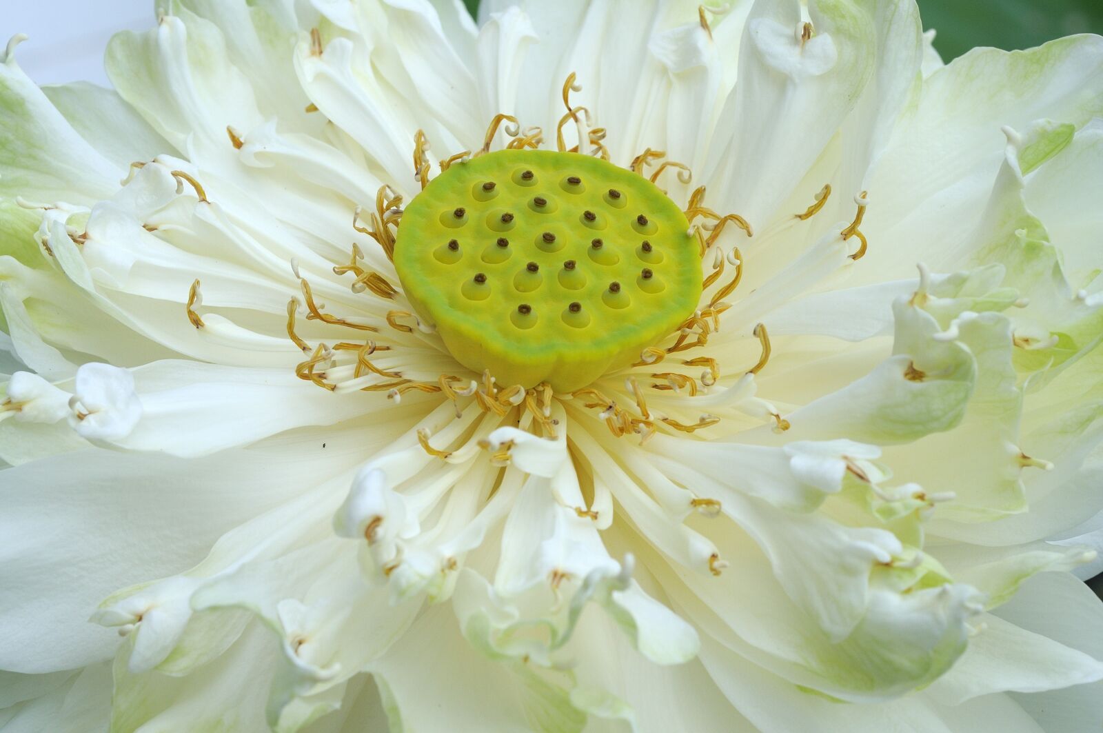 Nikon D300S sample photo. White, lotus, stamen photography