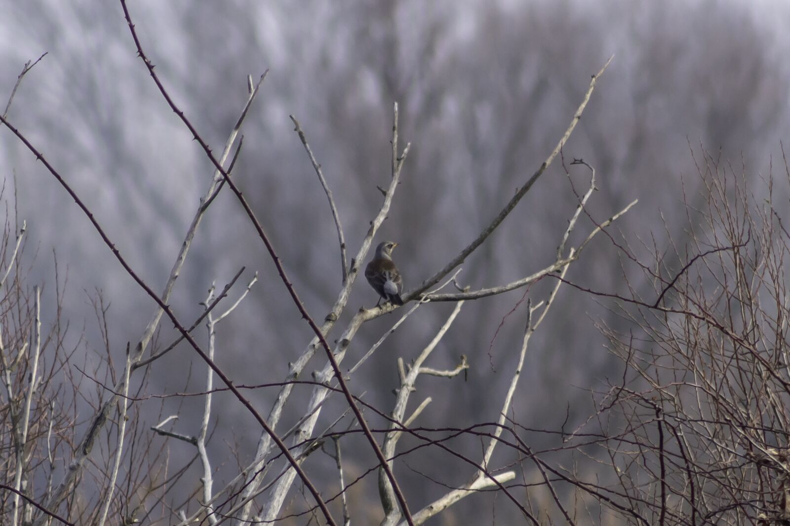 Canon EF75-300mm f/4-5.6 sample photo. Bird, birds, flying photography