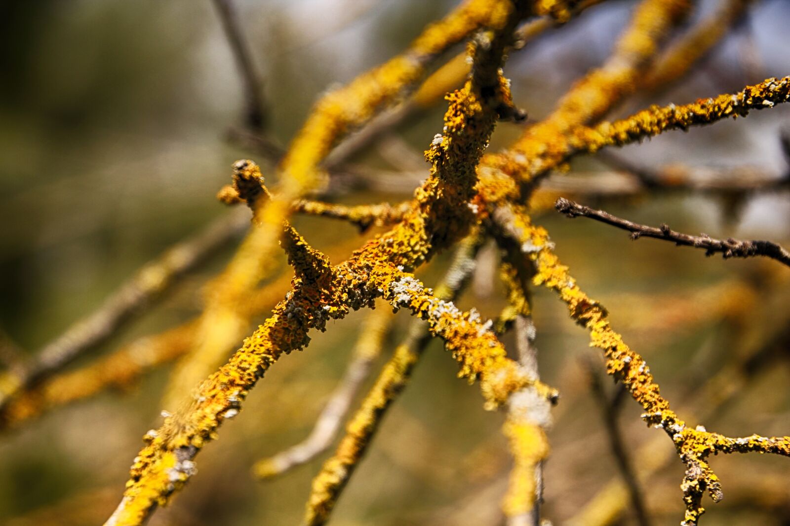 Canon EOS 550D (EOS Rebel T2i / EOS Kiss X4) sample photo. Old tree, yellow, tree photography