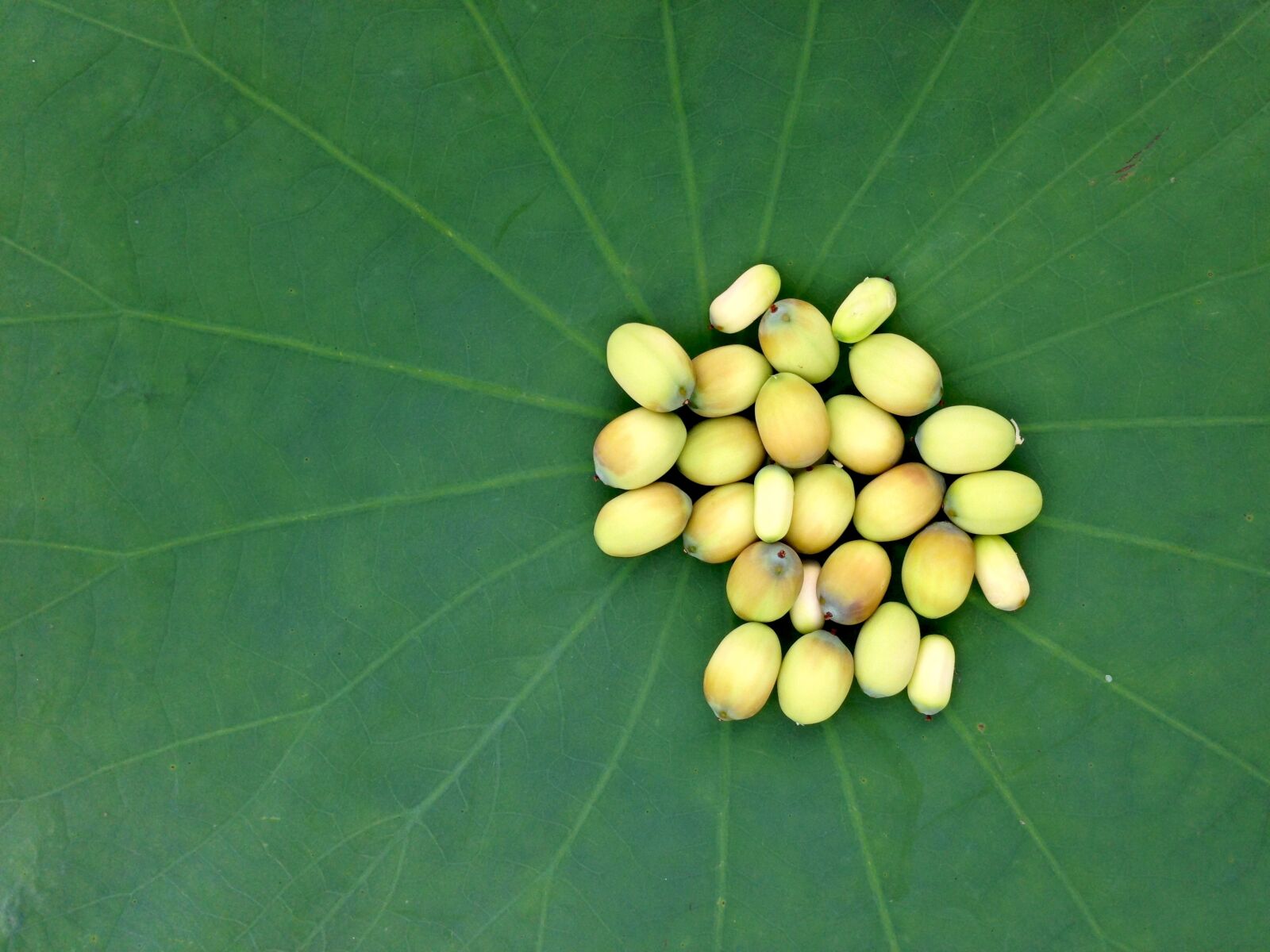 iPhone 5 back camera 4.12mm f/2.4 sample photo. Lotus seeds, lotus, seed photography