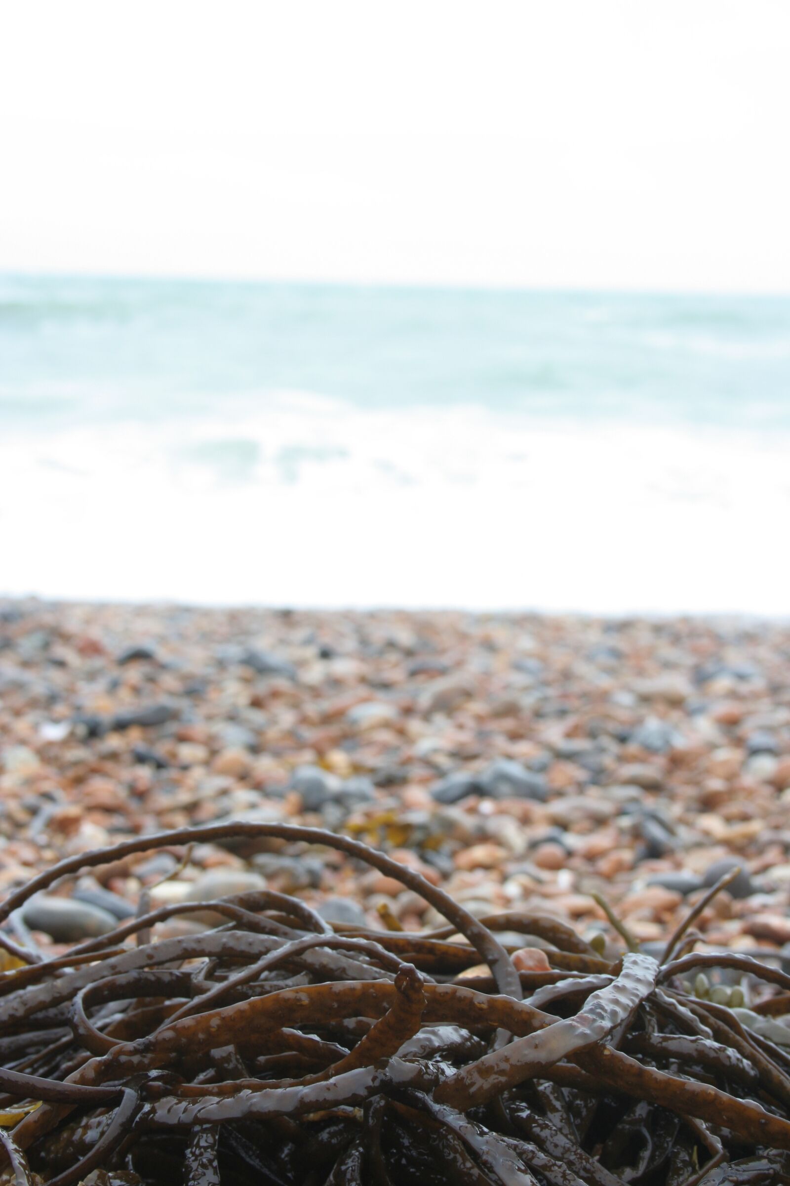 Canon EOS 350D (EOS Digital Rebel XT / EOS Kiss Digital N) sample photo. Beach, coast, seaweed photography
