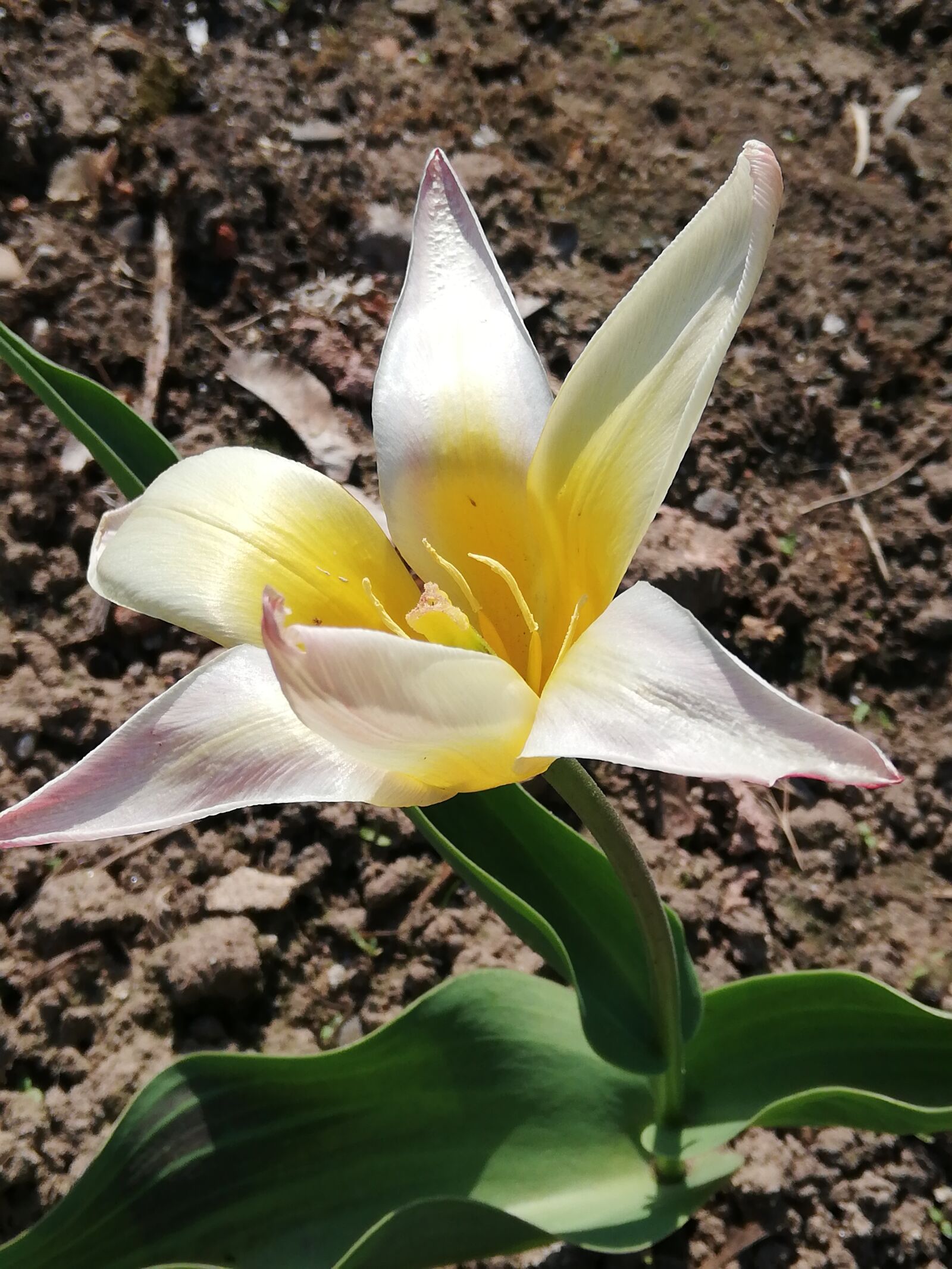 HUAWEI P20 lite sample photo. Tulip, flower, yellow photography