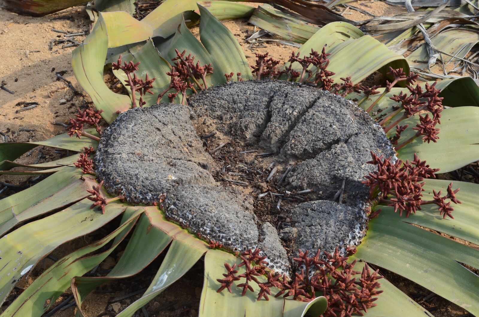 Nikon D5100 sample photo. Nature, plant, leaf photography