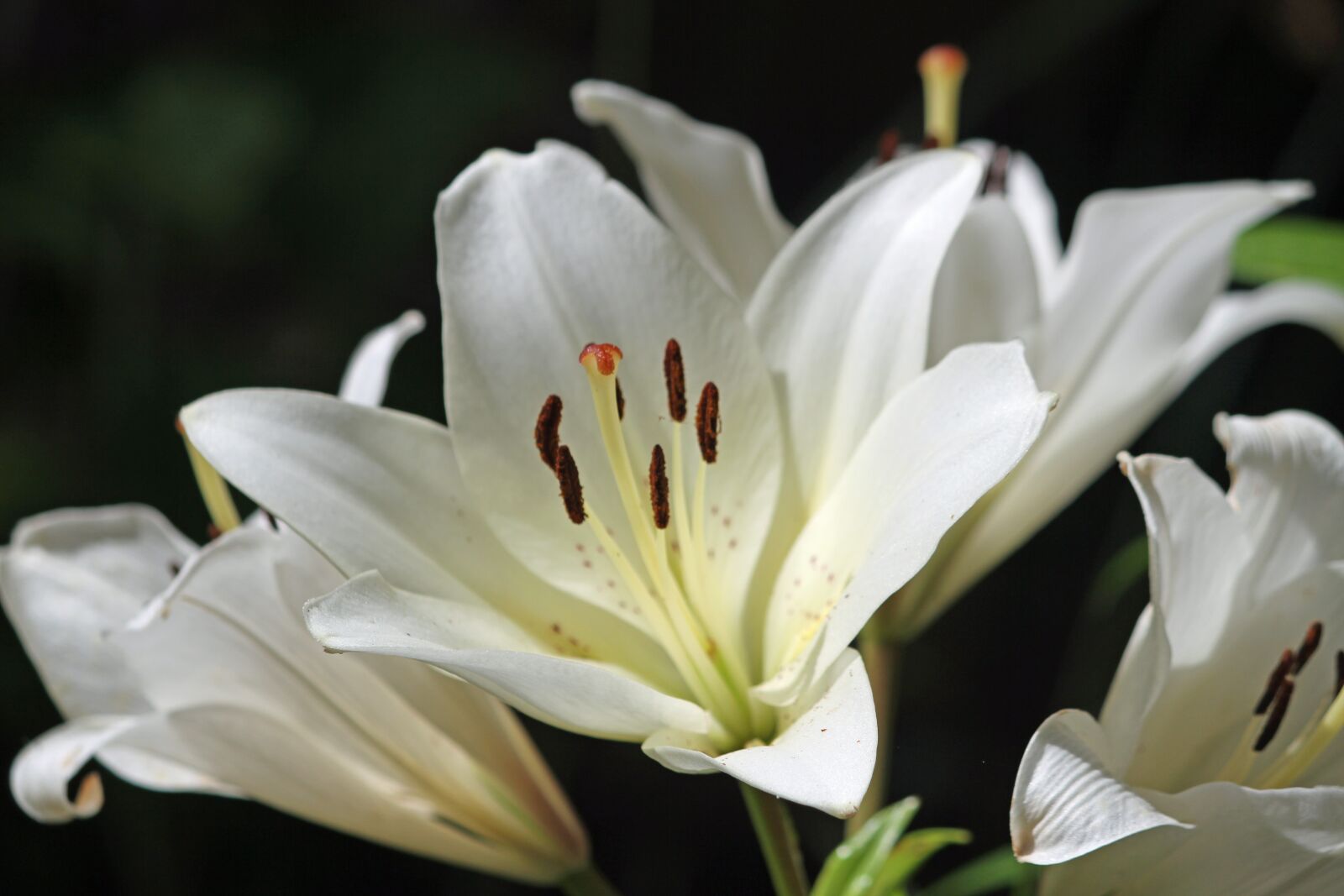 Canon EOS 7D sample photo. Flower, white flower, nature photography