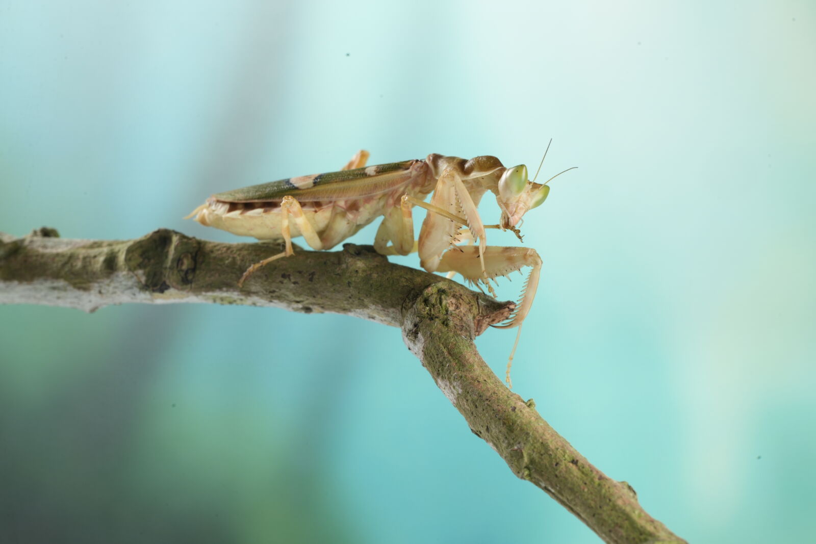 Sony a7R V sample photo