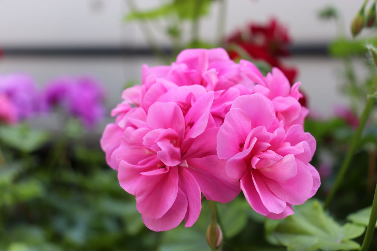 Canon EOS 800D (EOS Rebel T7i / EOS Kiss X9i) sample photo. Geranium, flowers, plants photography
