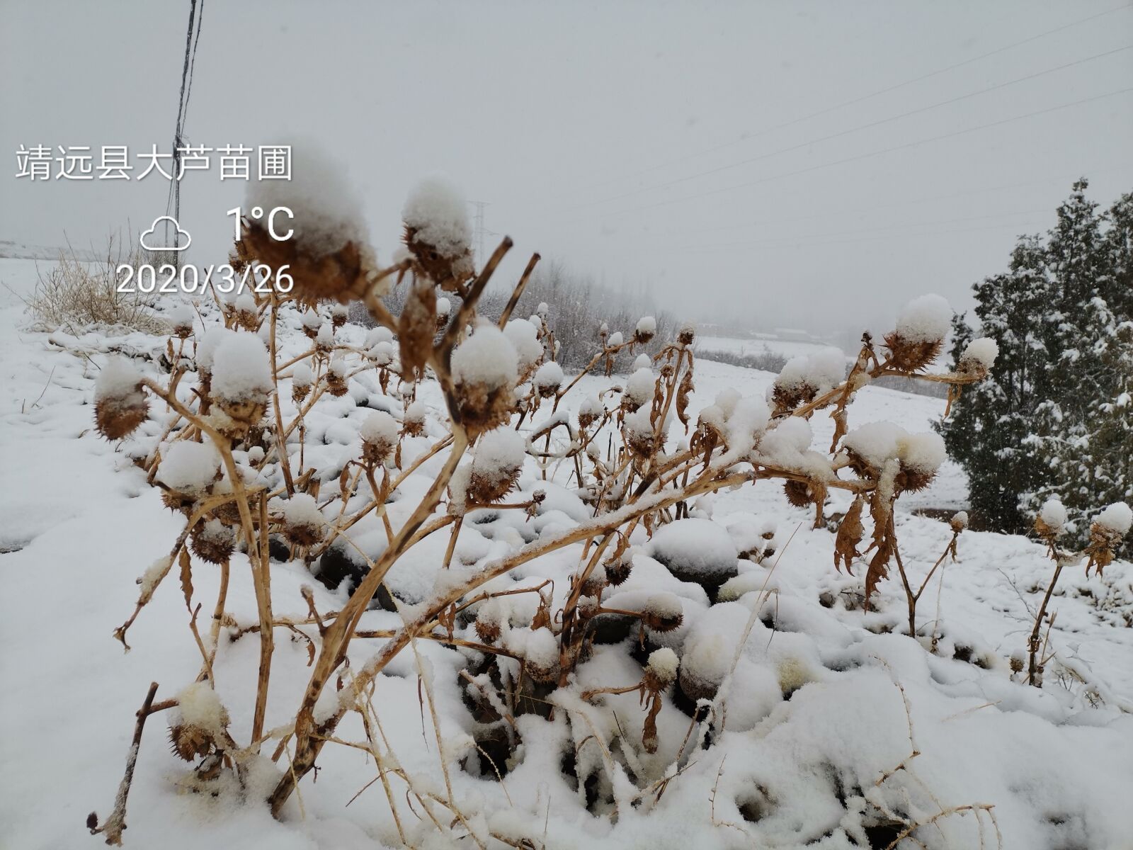 HUAWEI HLK-AL00 sample photo. Datura, snow, rural snow photography