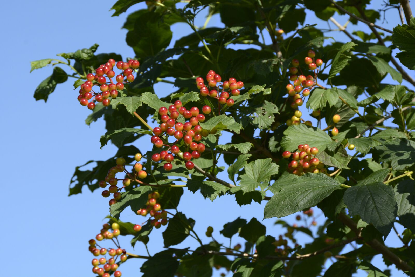 Nikon D7100 sample photo. Viburnum opulus, plant, flora photography