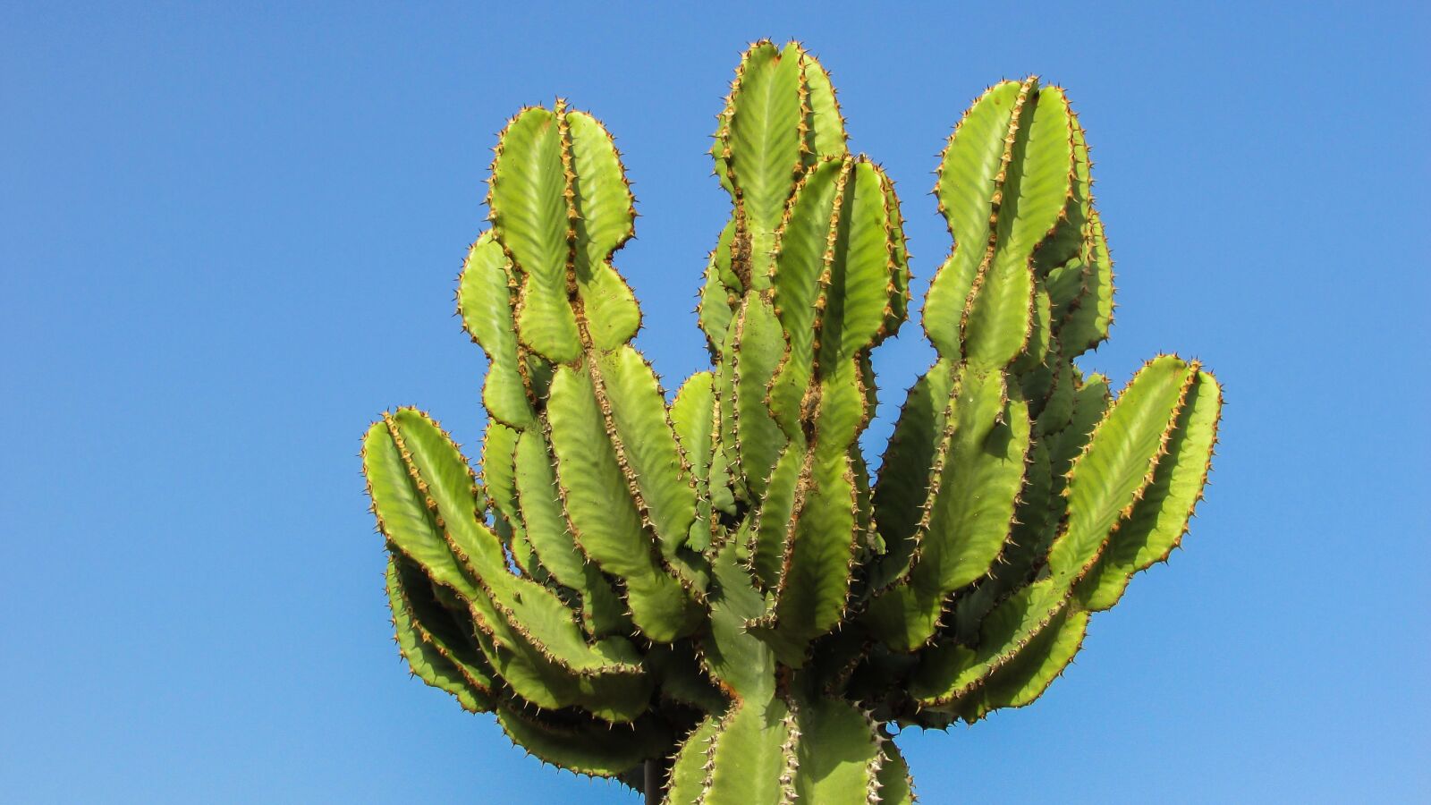 Canon PowerShot SX400 IS sample photo. Cyprus, ayia napa, cactus photography