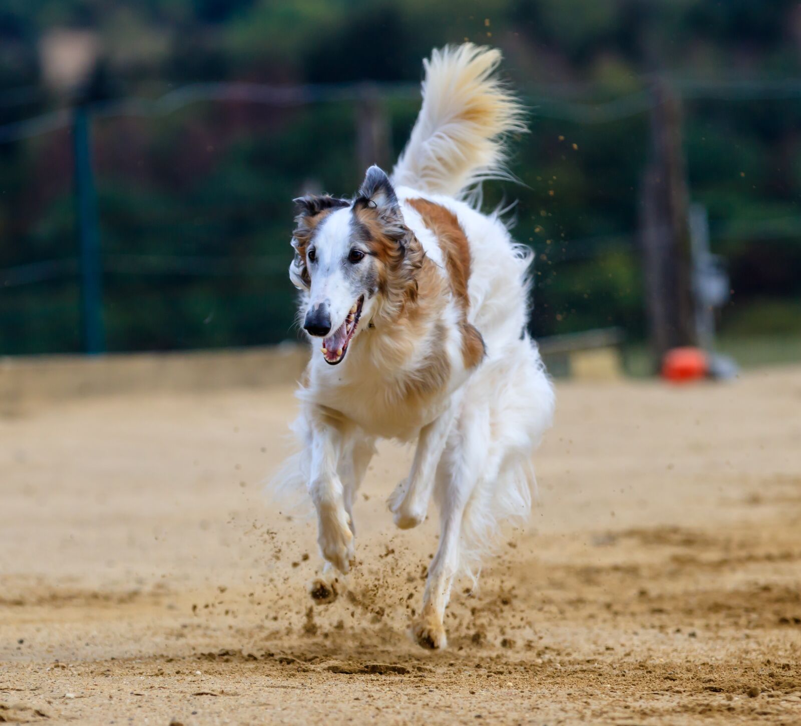 Canon EOS 80D sample photo. Dog, greyhound, pet photography