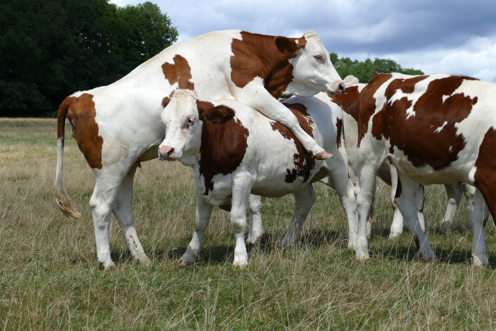 Panasonic Lumix DMC-FZ1000 sample photo. Cow, beef, cattle photography