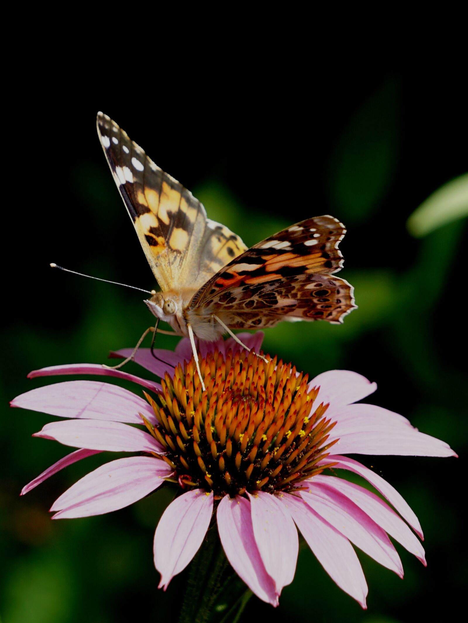 Sony E 55-210mm F4.5-6.3 OSS sample photo. Butterfly, european map, insect photography