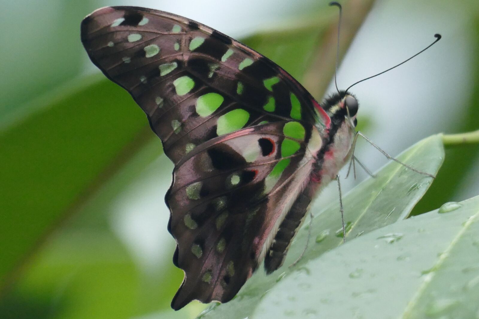 Panasonic Lumix DMC-FZ1000 sample photo. Butterfly, insect, nature photography