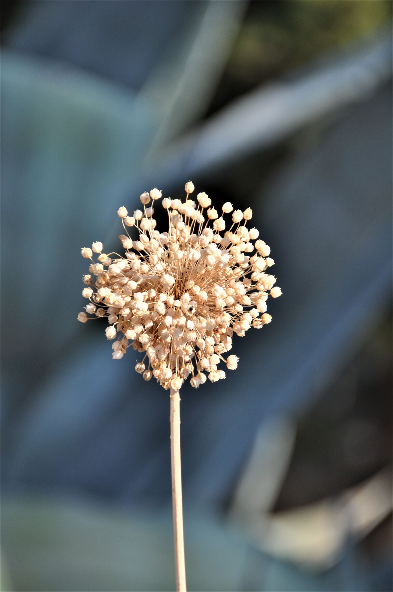 Nikon D90 sample photo. Nature, wild flower, plant photography