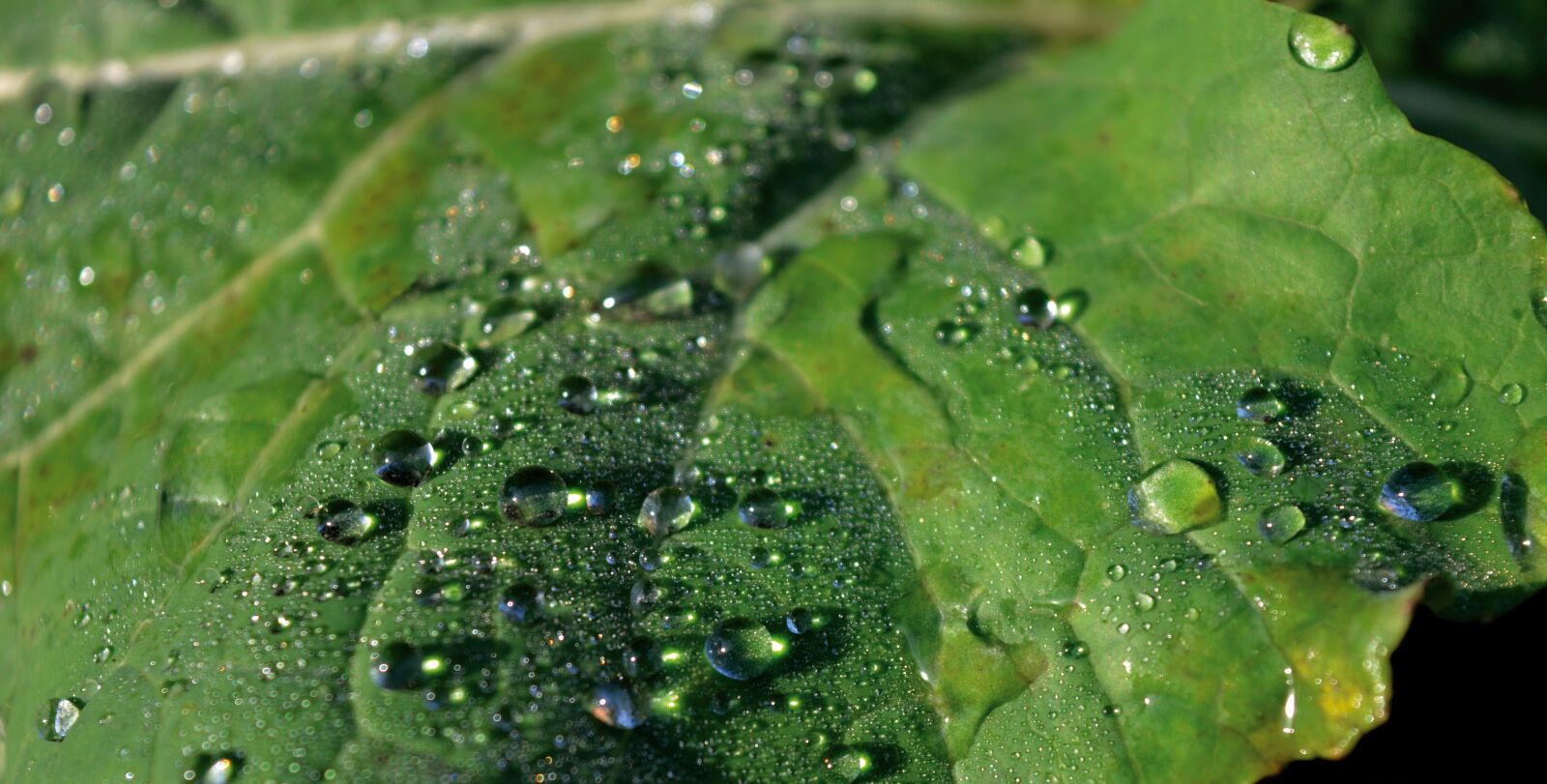 Nikon D3200 sample photo. Leaf, raindrop, drop of photography
