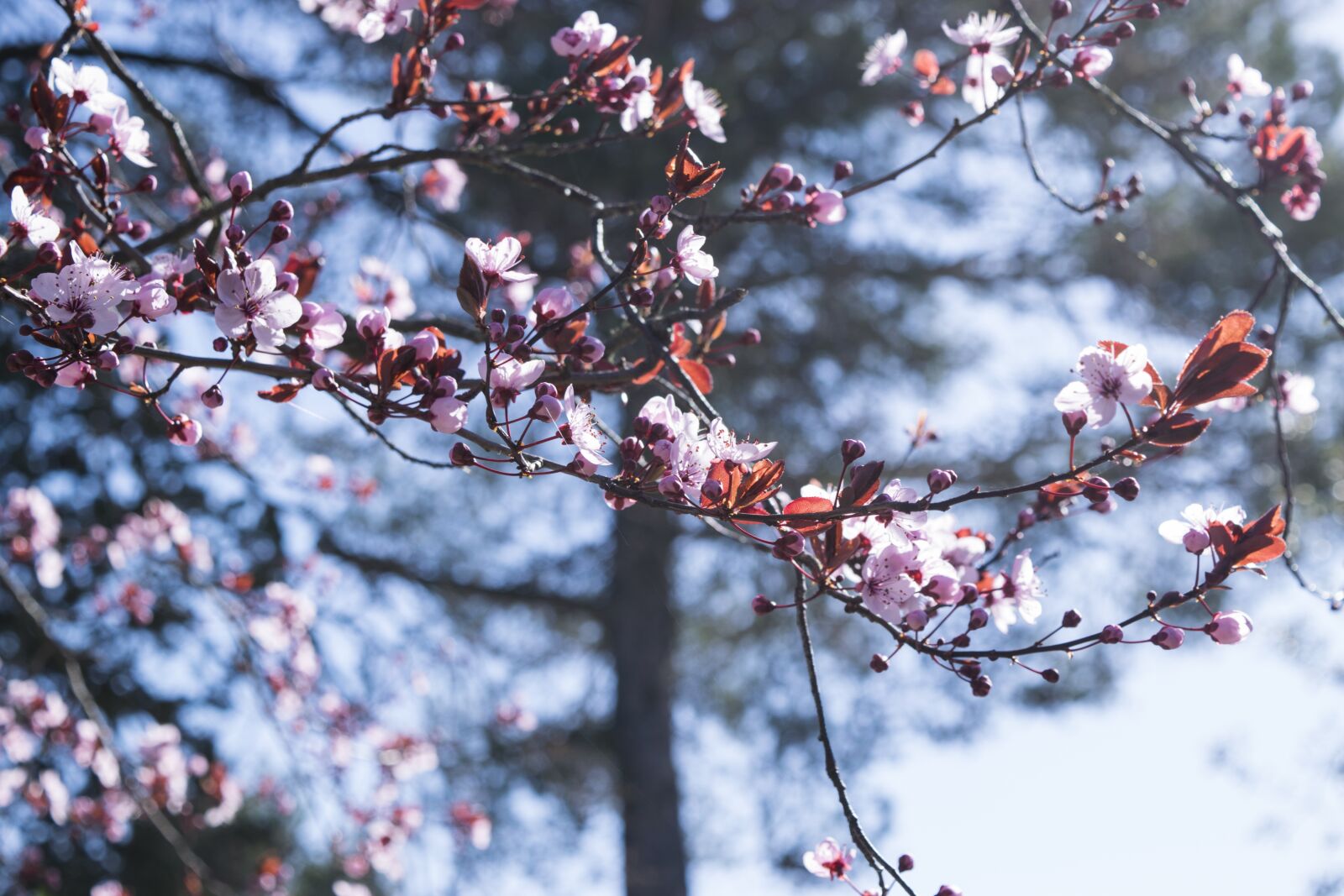 Nikon D5300 sample photo. Flowers, fiori di pesco photography