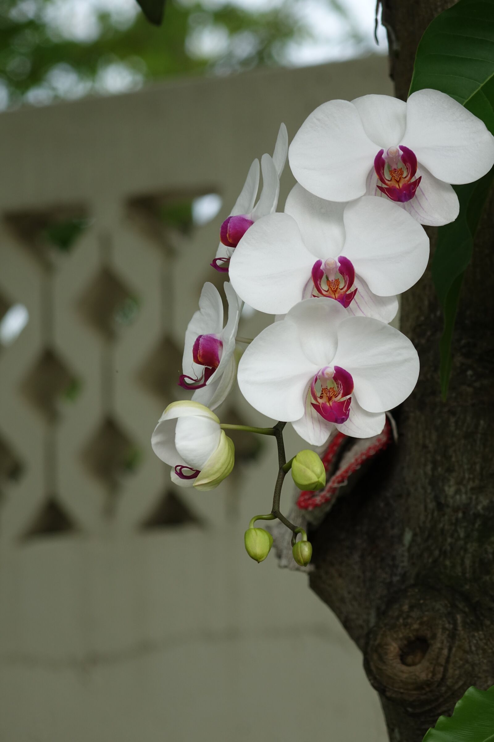 Sony Cyber-shot DSC-RX10 sample photo. Orchid, flower, white flower photography