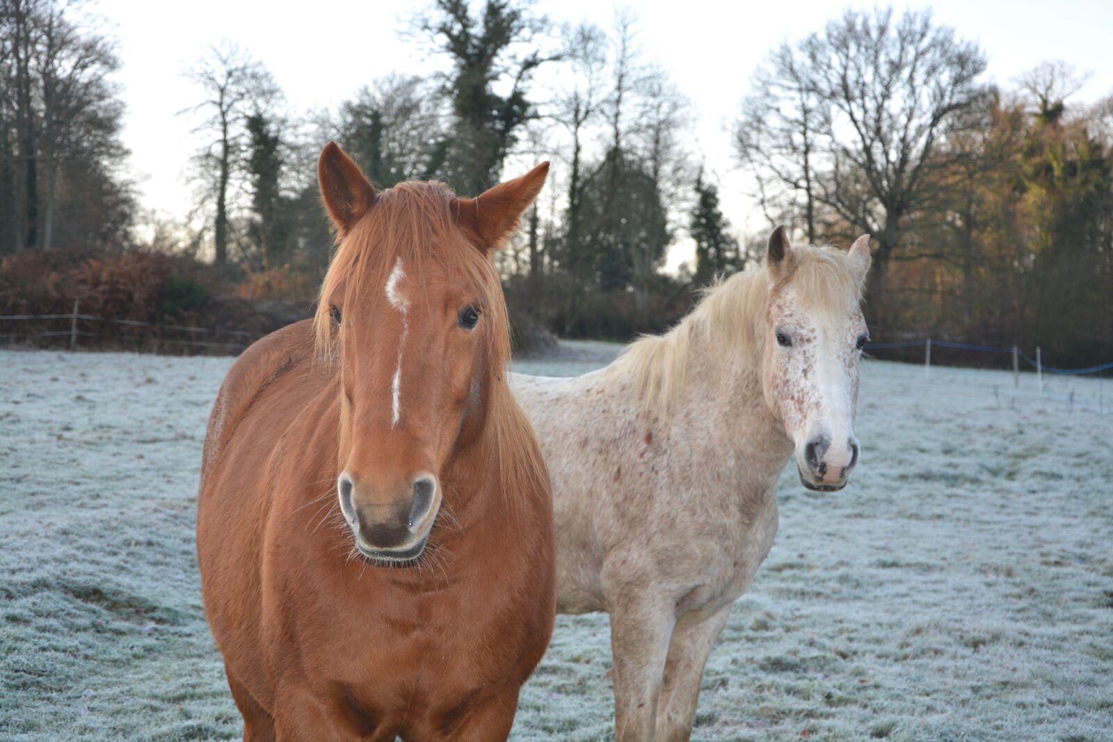 Nikon D5200 sample photo. Horses, mares, portrait photography