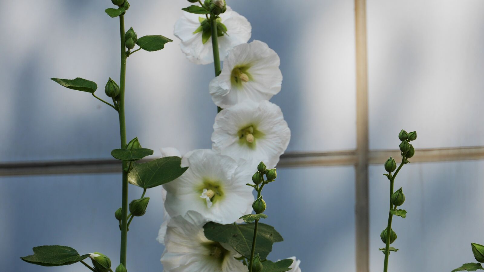 Panasonic Lumix DMC-GH3 sample photo. Hollyhock, garden, flowers photography