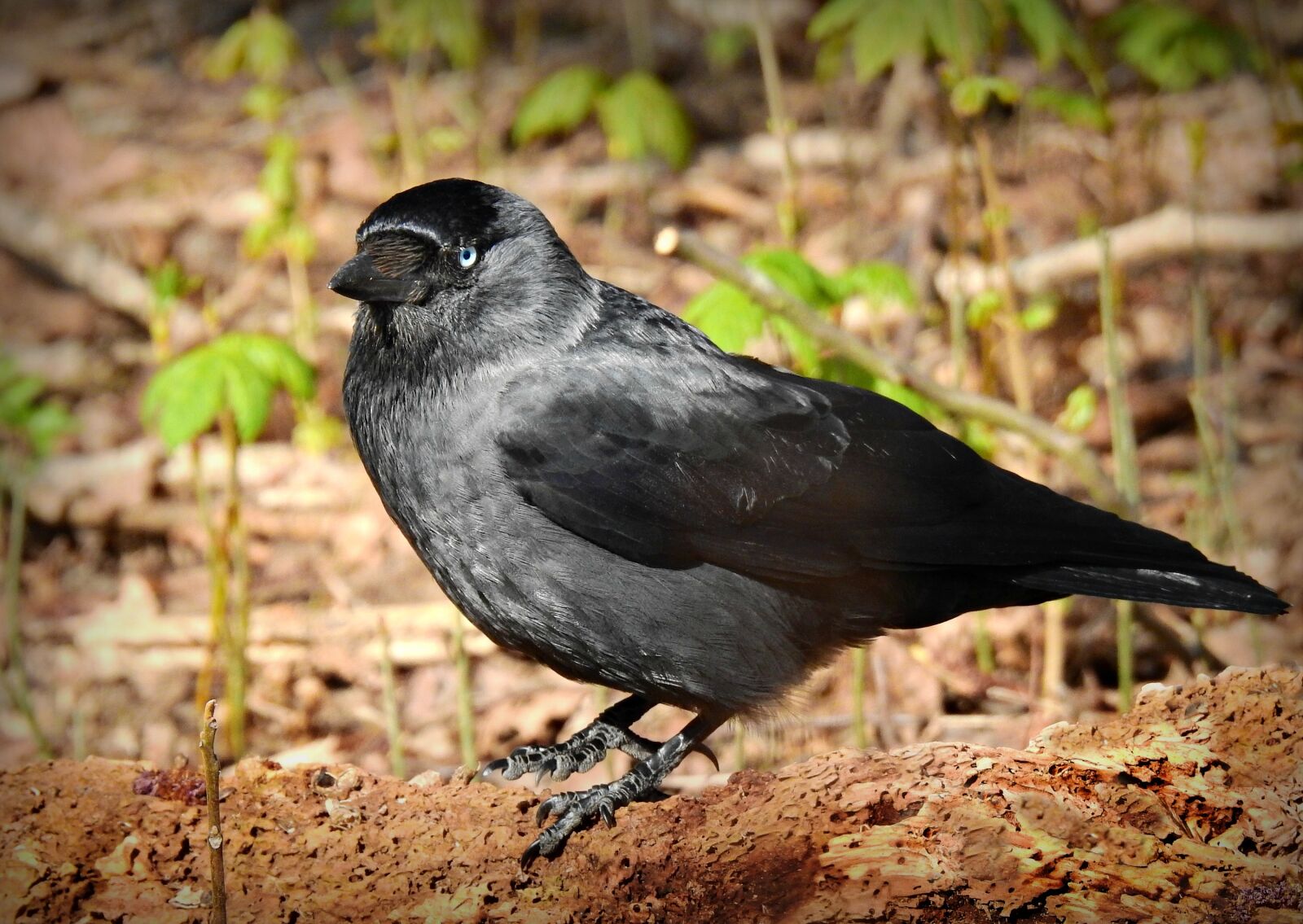 Nikon Coolpix P900 sample photo. Jackdaw, bird, animal photography