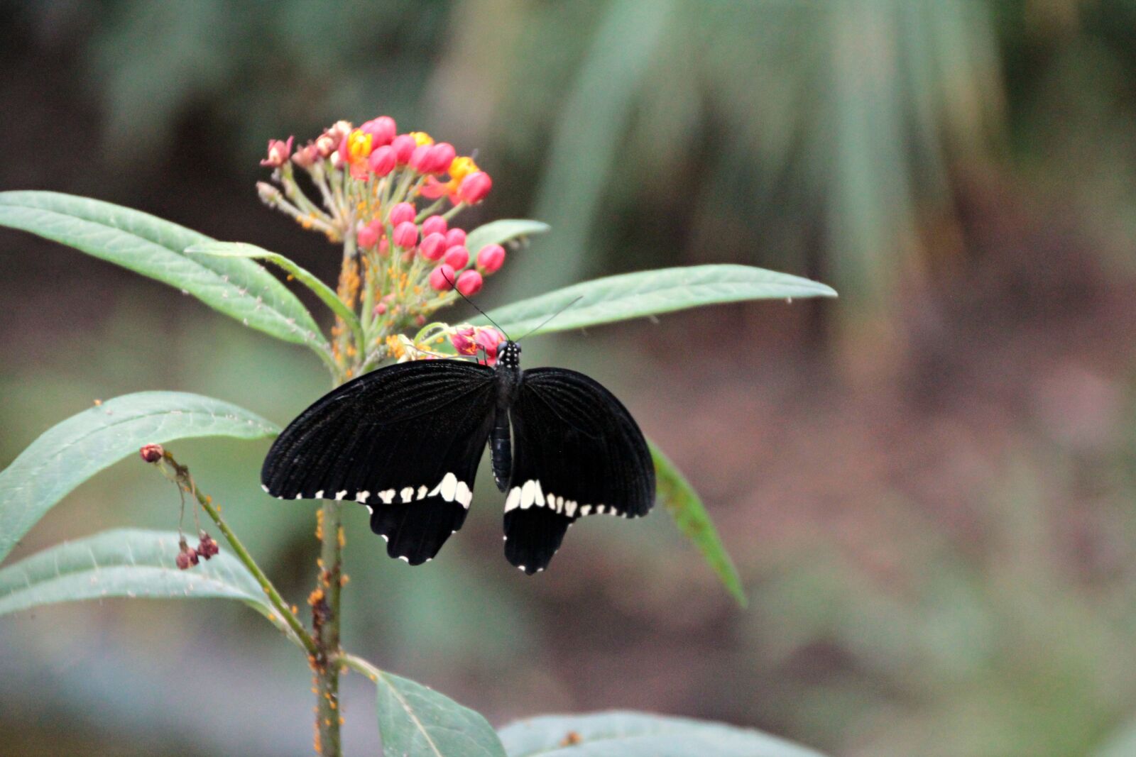 Canon EOS 600D (Rebel EOS T3i / EOS Kiss X5) sample photo. Nature, insect, butterfly photography