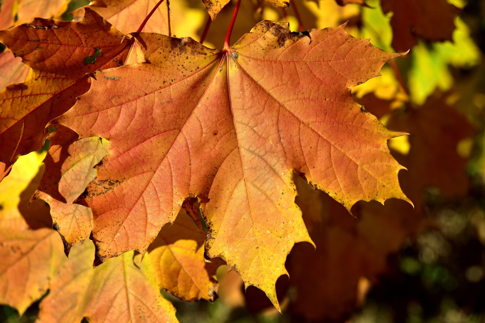Nikon D750 sample photo. Autumn, leaves, maple photography