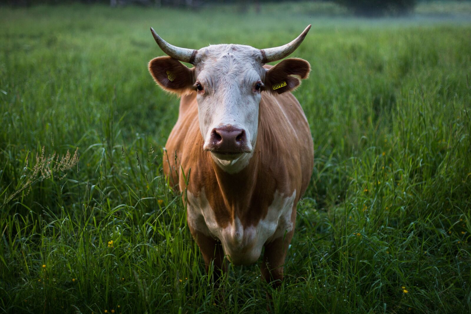 Canon EF 50mm F1.4 USM sample photo. Animal, cattle, close-up photography